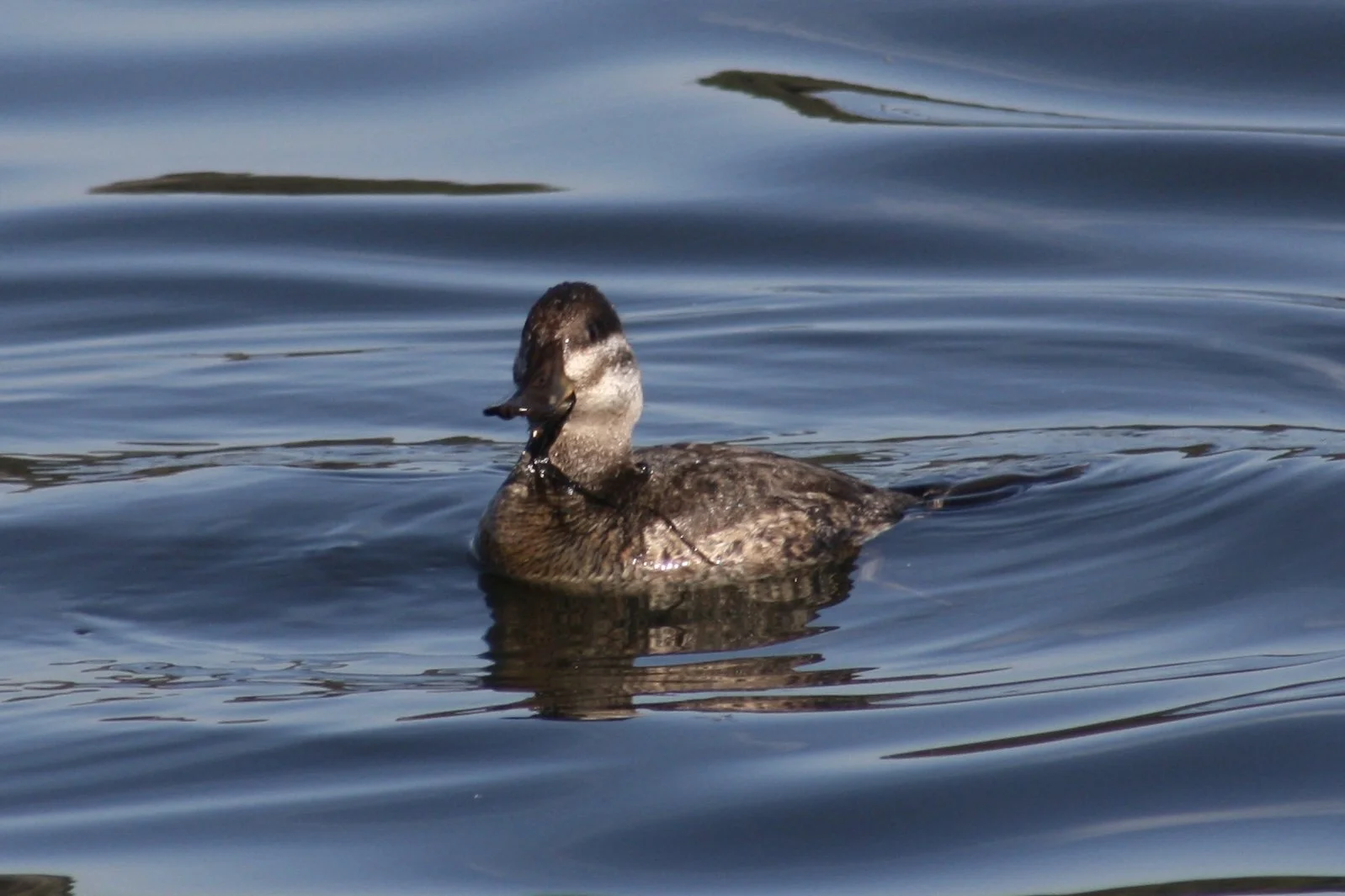 Ruddy Duck, Savannah, GA, 2026.