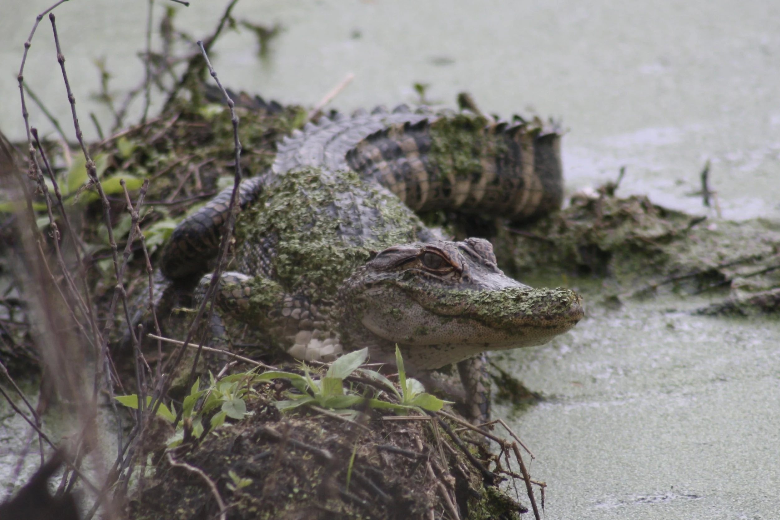 Alligator, Hilton Head Island, SC, 2026.