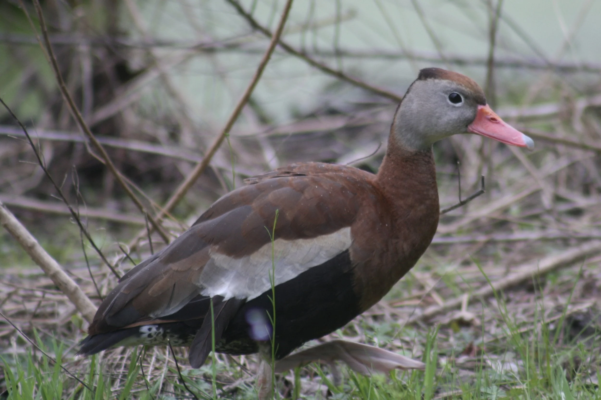 Black Bellied Whistling Duck, Hilton Head Island, SC, 2026.