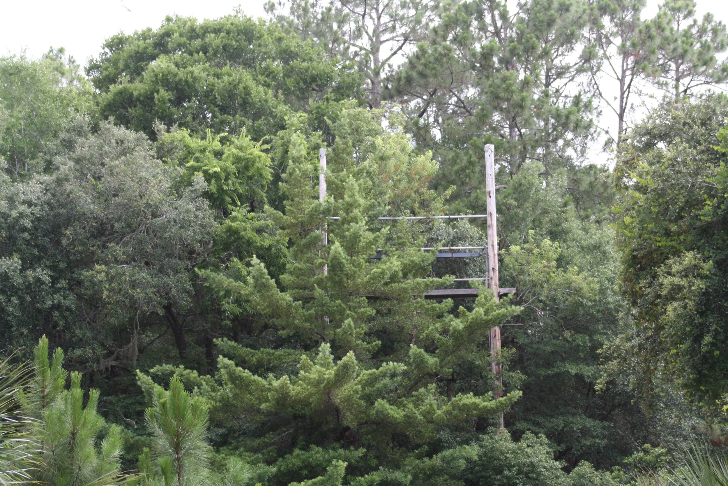 Jekyll Island, GA, 2025.