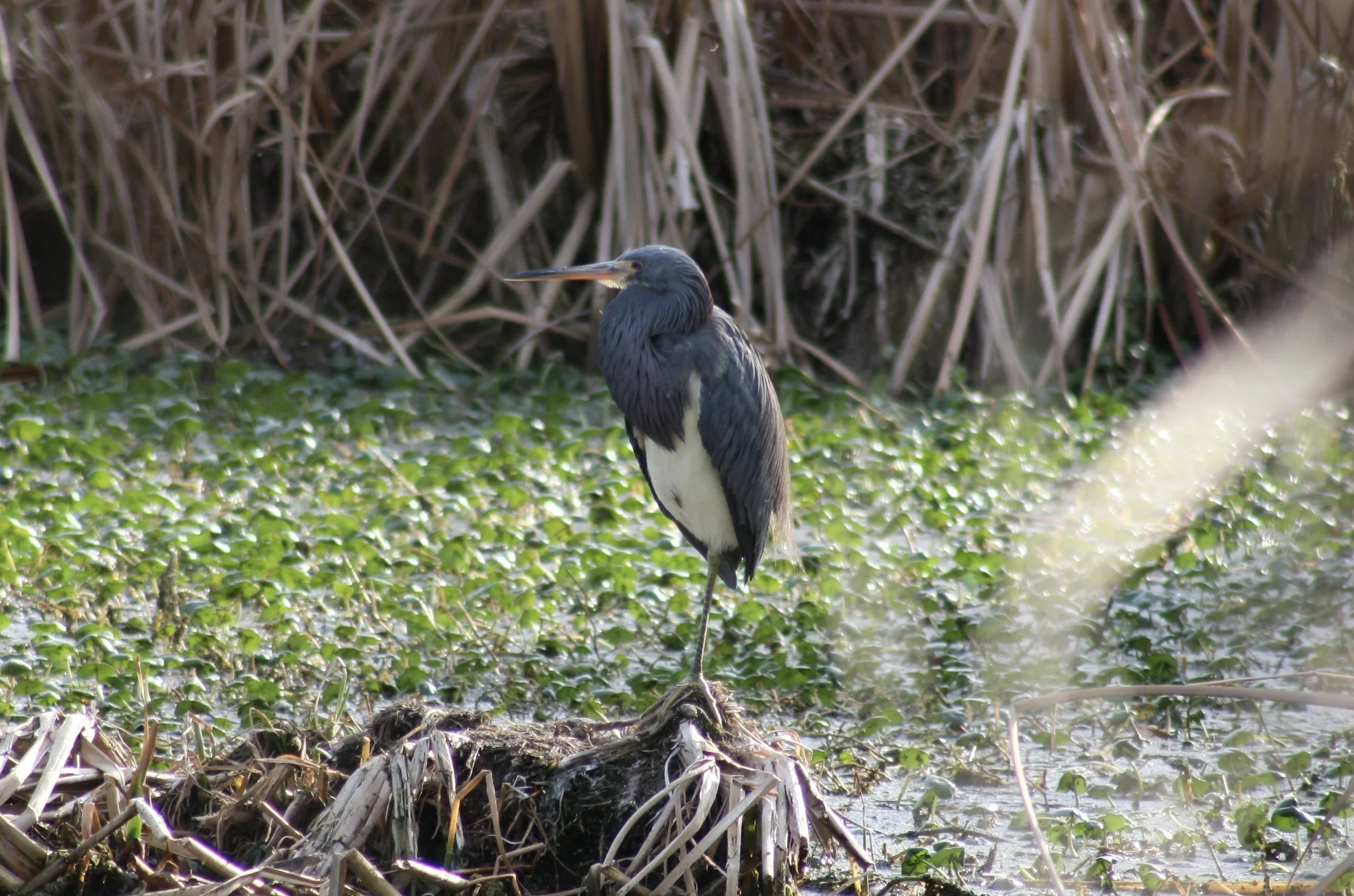 Tricolored Heron, Skidaway Island, GA, 2026.