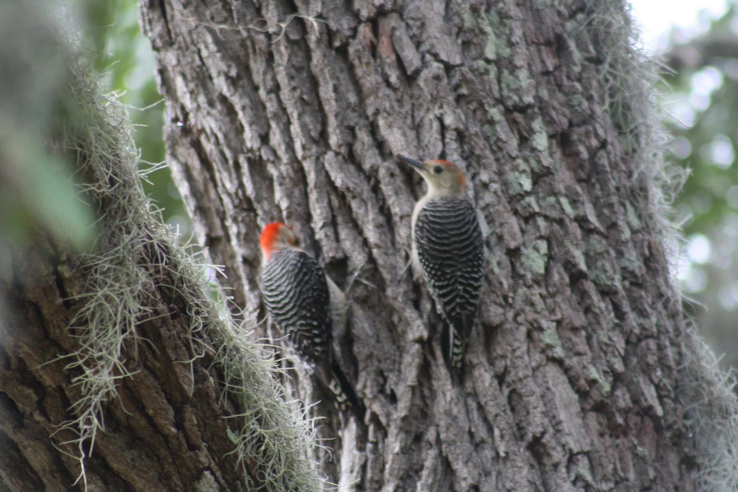 Red Bellied Woodpecker, Jekyll Island, GA, 2025.