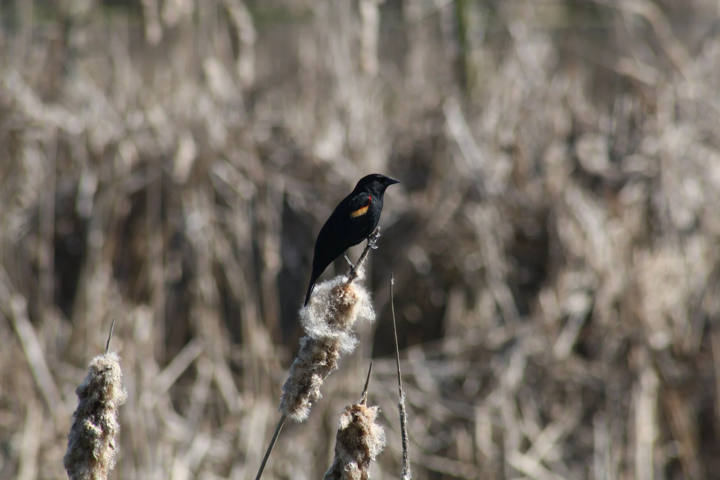 Red Winged Blackbird, Hilton Head Island, SC, 2026.