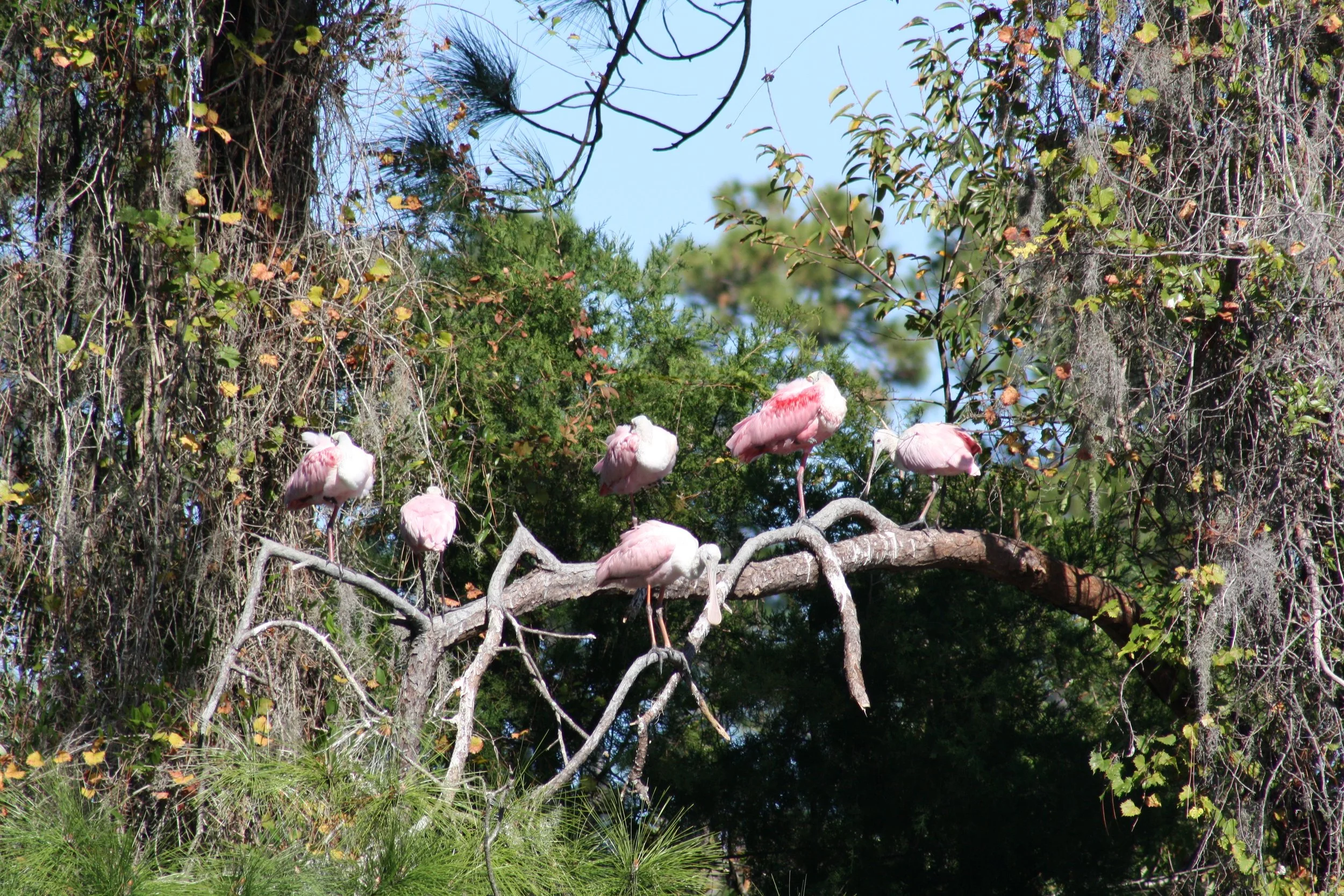 Roseate Spoonbill, Jekyll Island, GA, 2025.