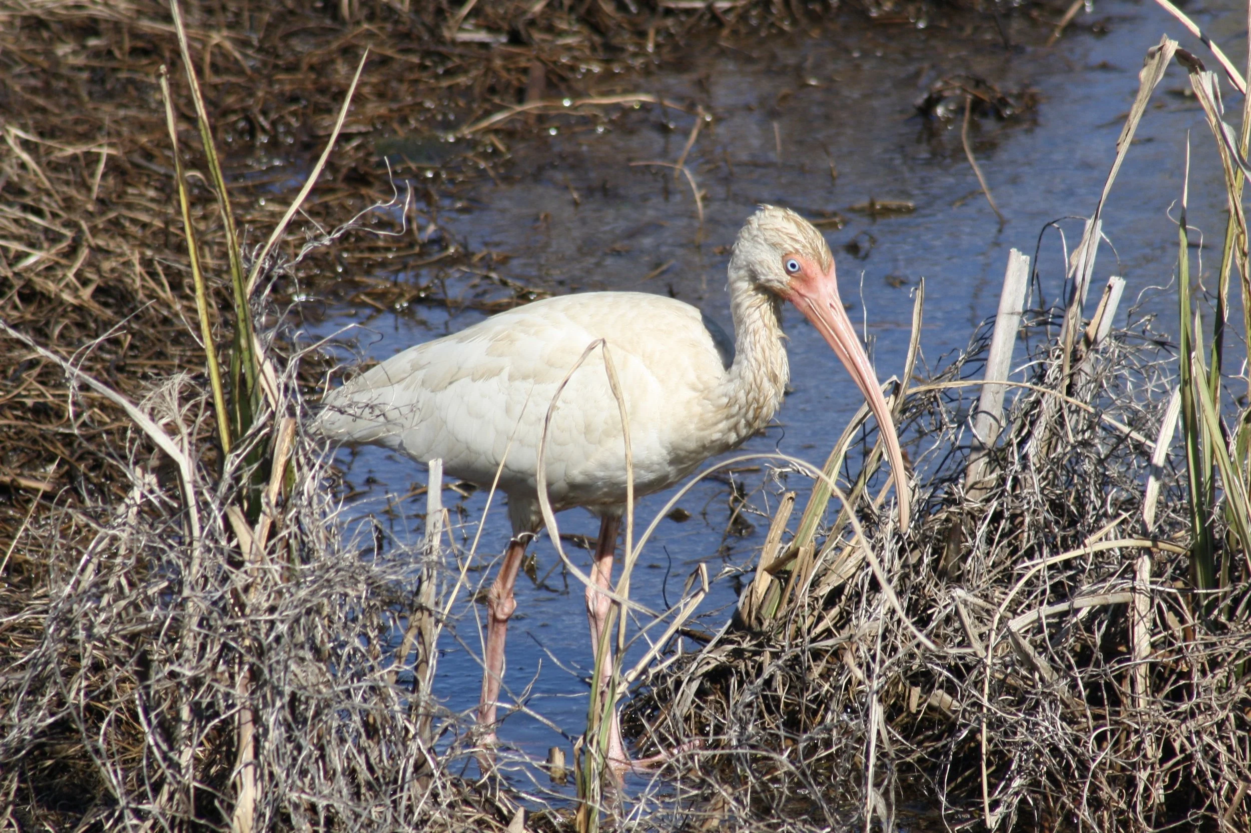 White Ibis, Savannah, GA, 2026.