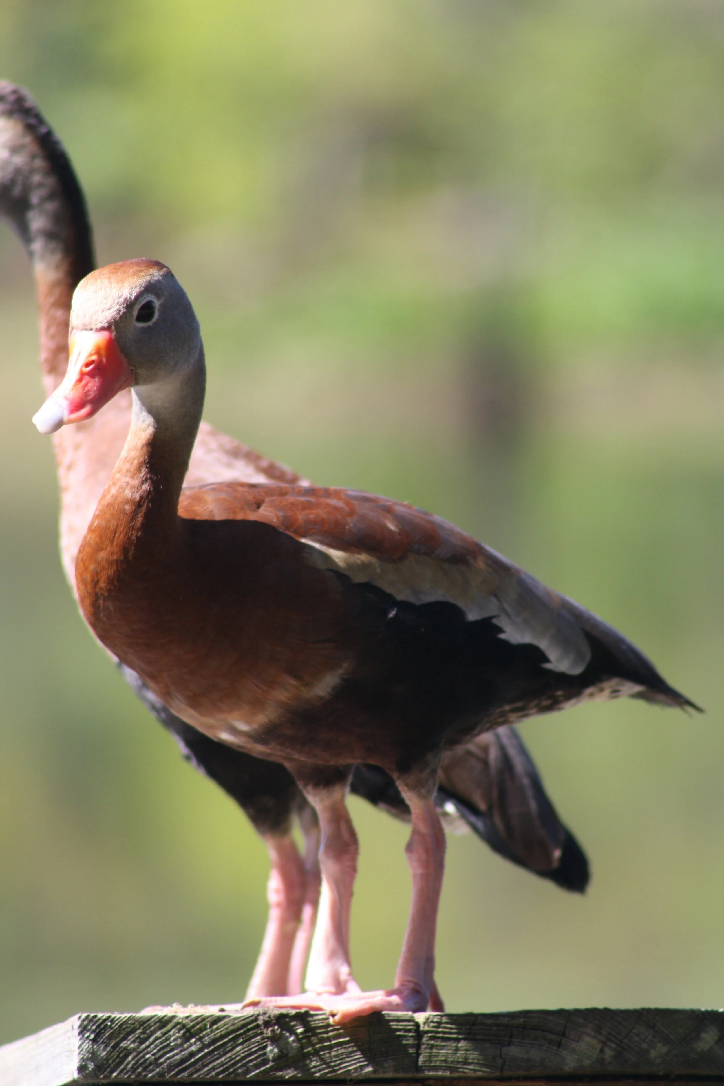 Black Bellied Whistling Duck, Hilton Head Island, SC, 2026.