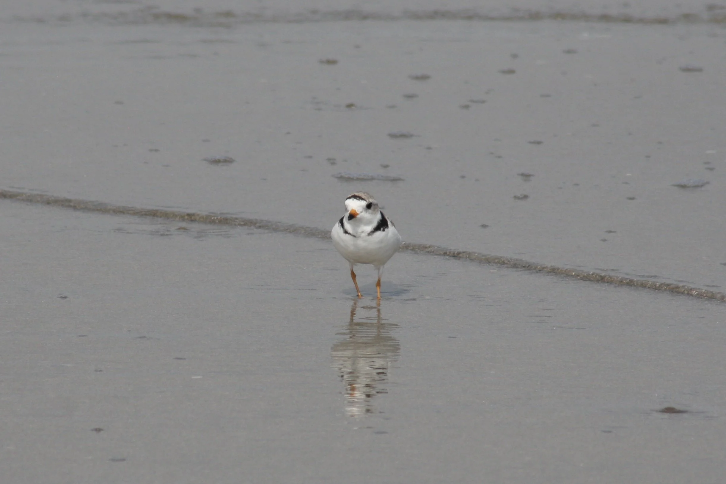Piping Plover, Tybee Island, GA, 2026.