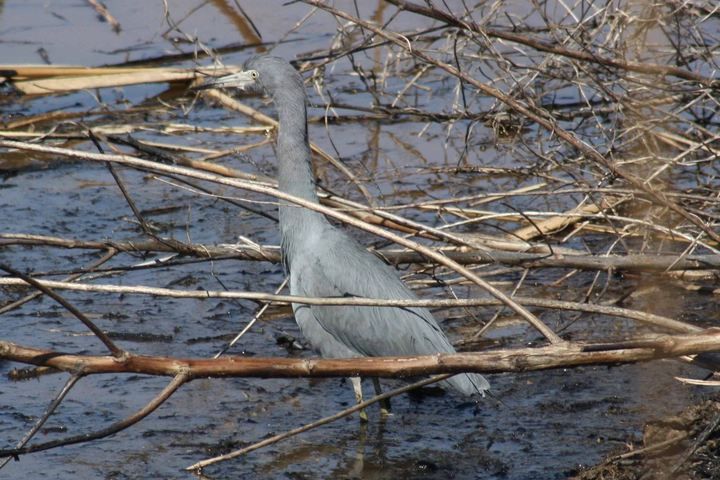 Little Blue Heron, Savannah, GA, 2026.