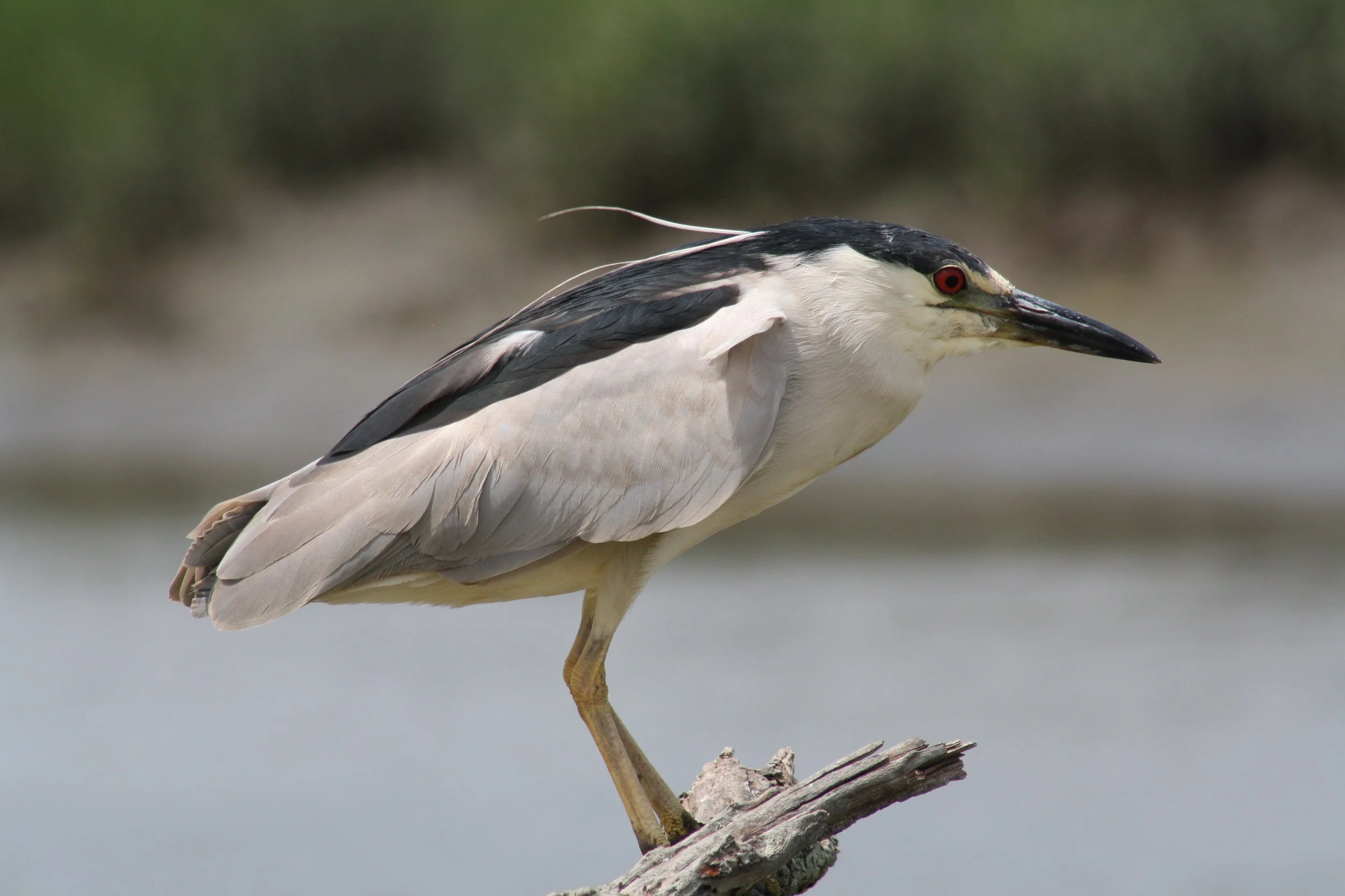Black Crowned Night Heron, Andrew's Island Causeway, GA, 2025.