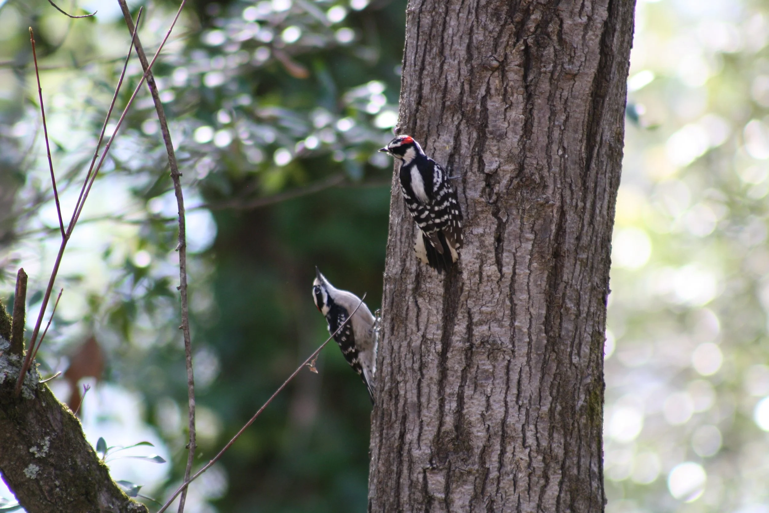 Downy Woodpecker, Roswell, GA, 2025.