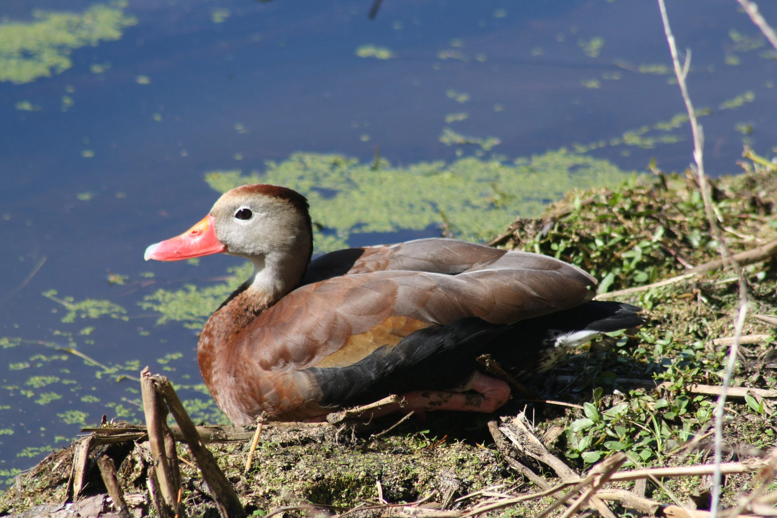 Black Bellied Whistling Duck, Hilton Head Island, SC, 2026.