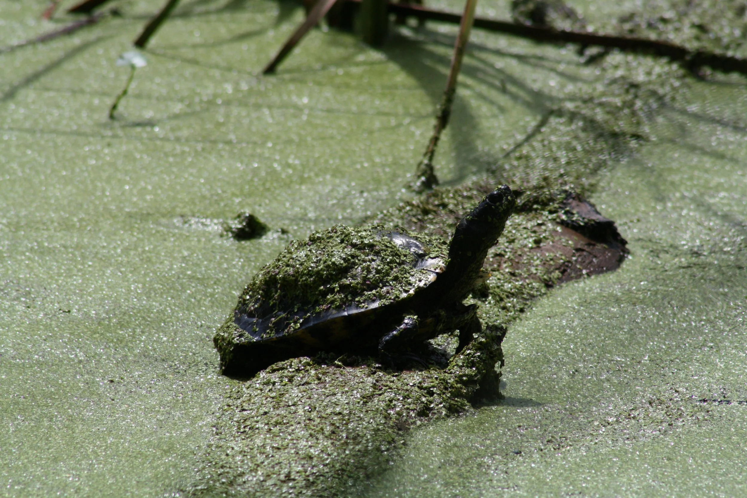 Turtle, Skidaway Island, GA, 2025.