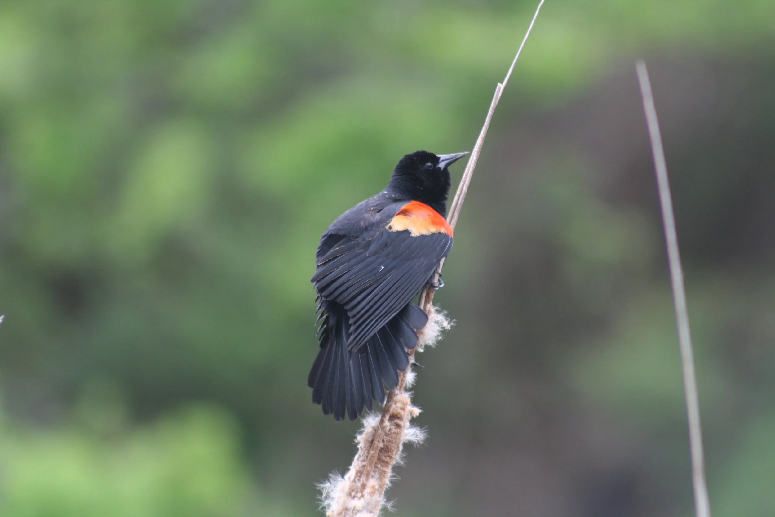 Red Winged Blackbird, Hilton Head Island, SC, 2026.