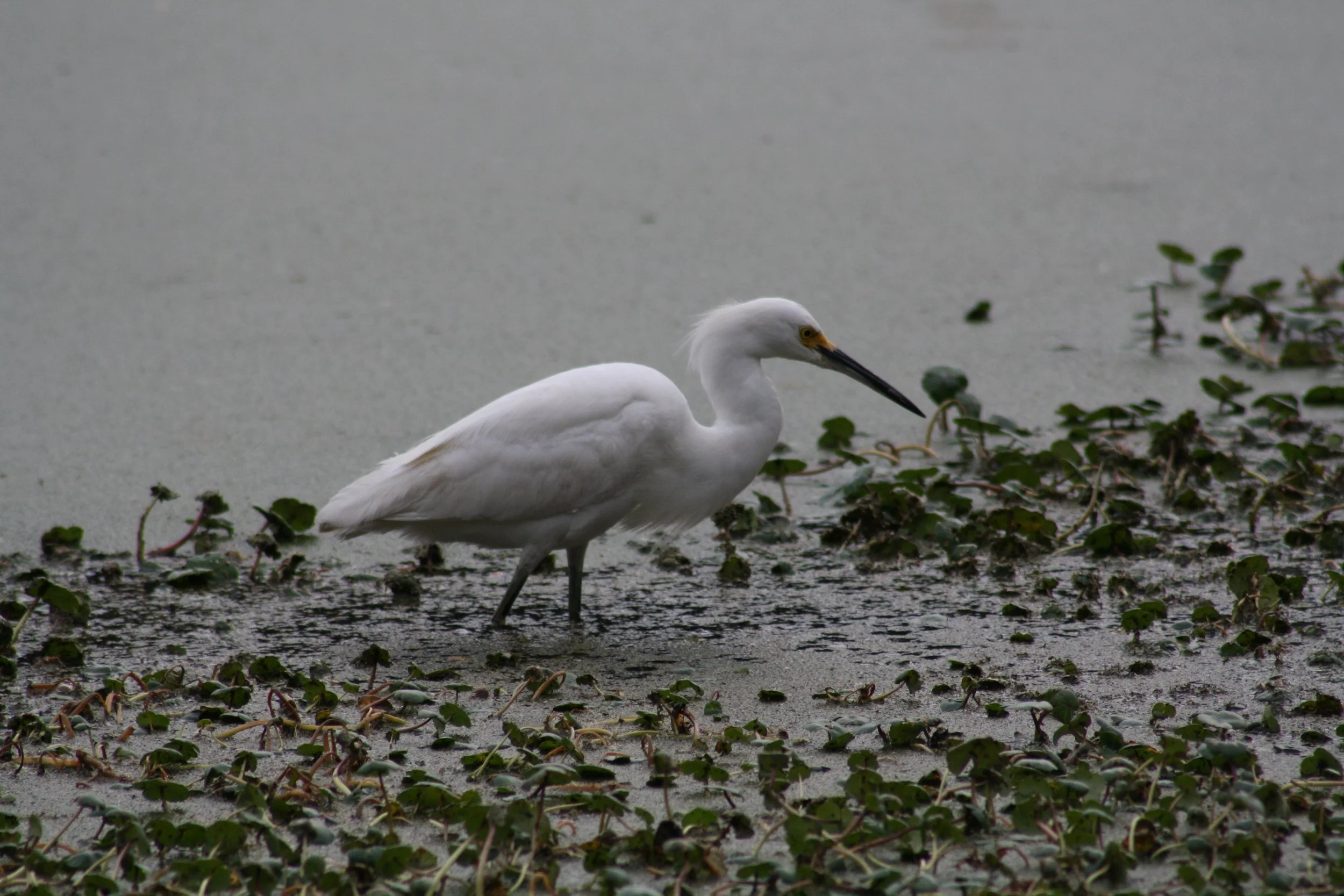 Snowy Egret, Skidaway Island, GA, 2026.