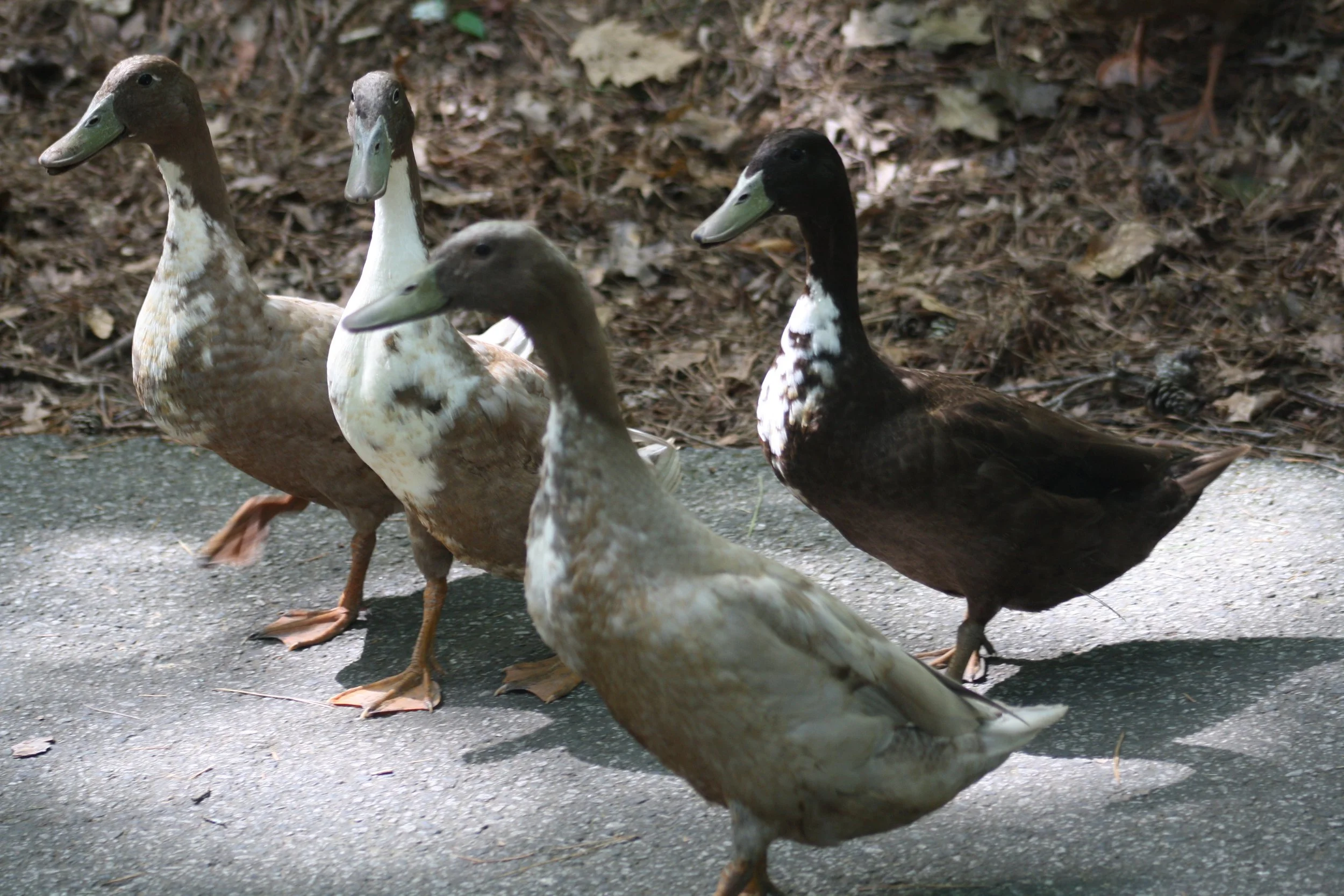 Mallard Hybrid, Auburn, GA, 2025.