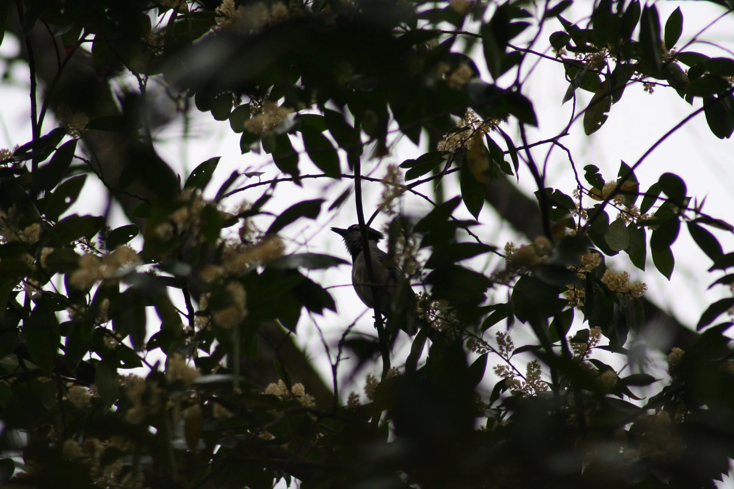 Blue Jay, Atlanta, GA, 2025.