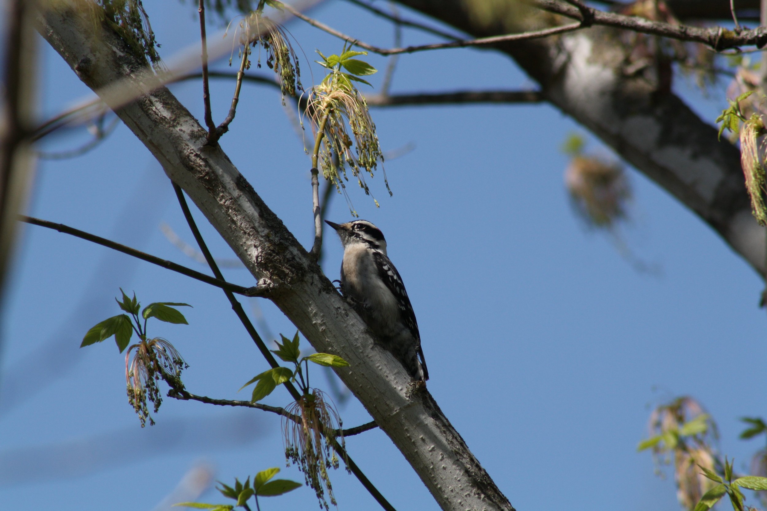 Downy Woodpecker, Roswell, GA, 2025.