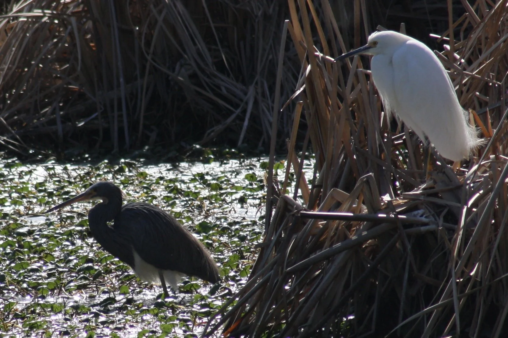 Tricolored Heron and Snowy Egret, Skidaway Island, GA, 2026.