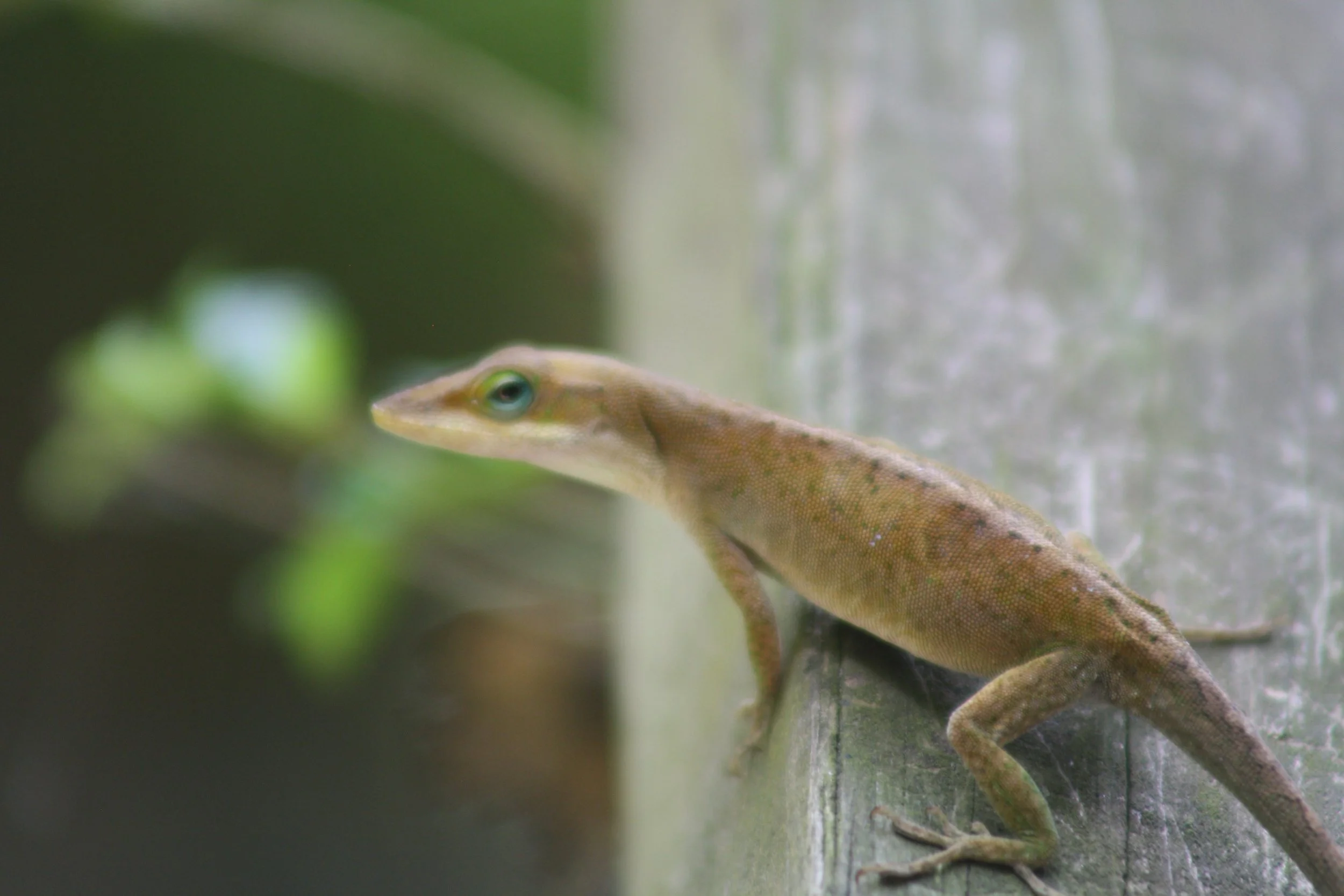 Green Anole, Suwanee, GA, 2025.