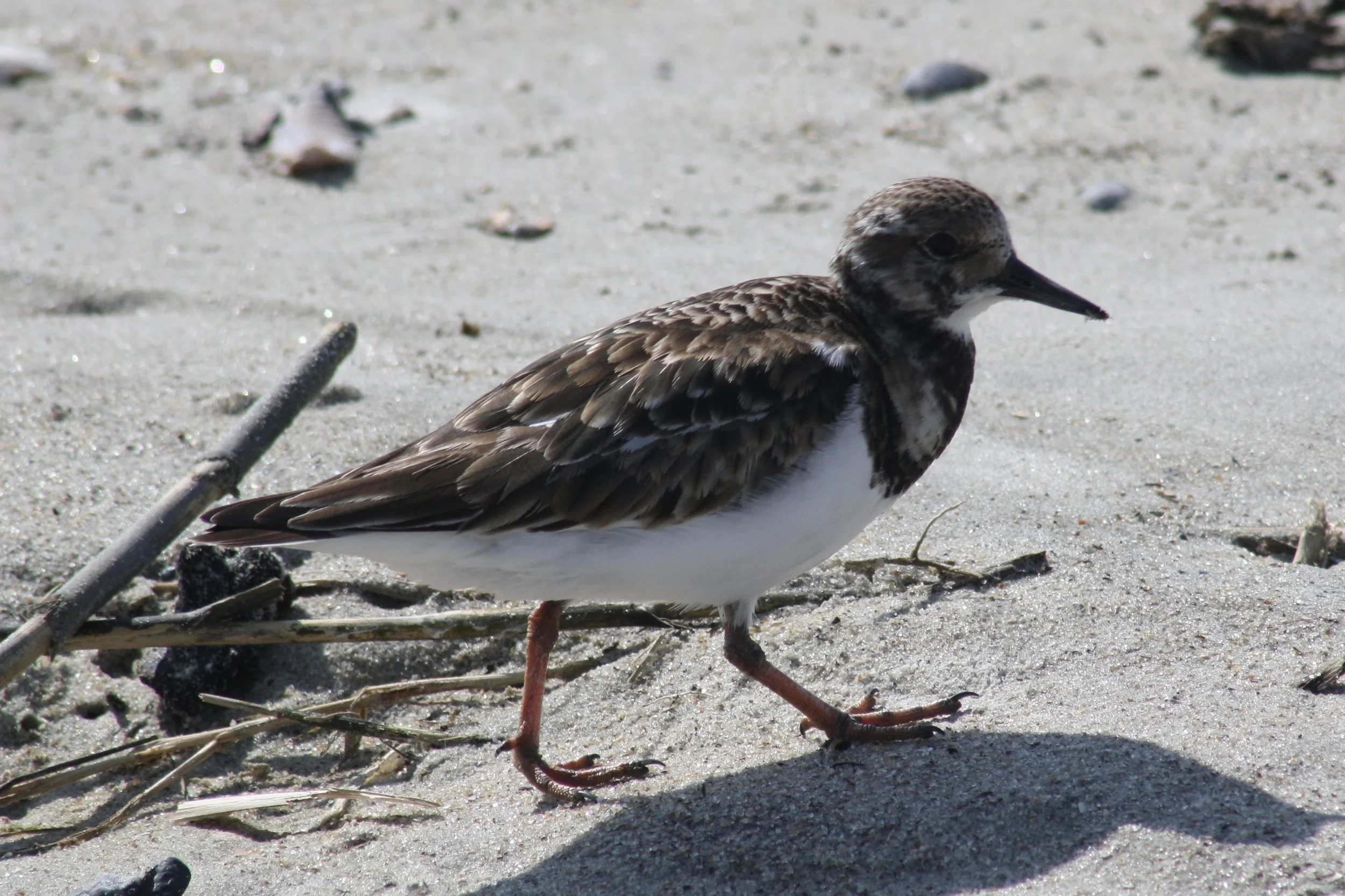 Ruddy Turnstone, Tybee Island, GA, 2026.