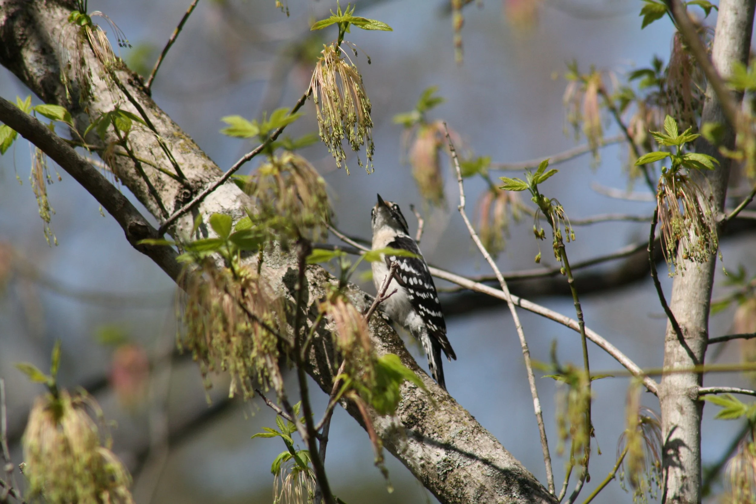 Downy Woodpecker, Roswell, GA, 2025.