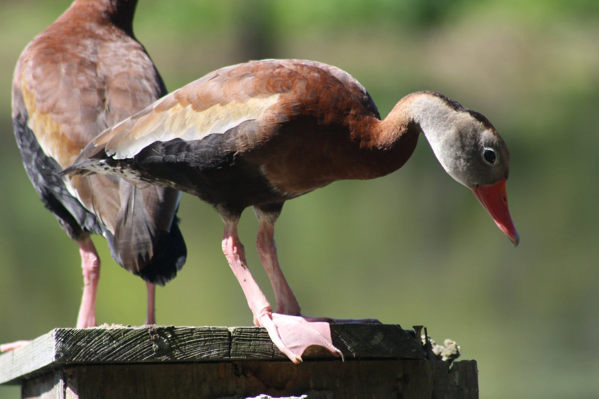 Black Bellied Whistling Duck, Hilton Head Island, SC, 2026.