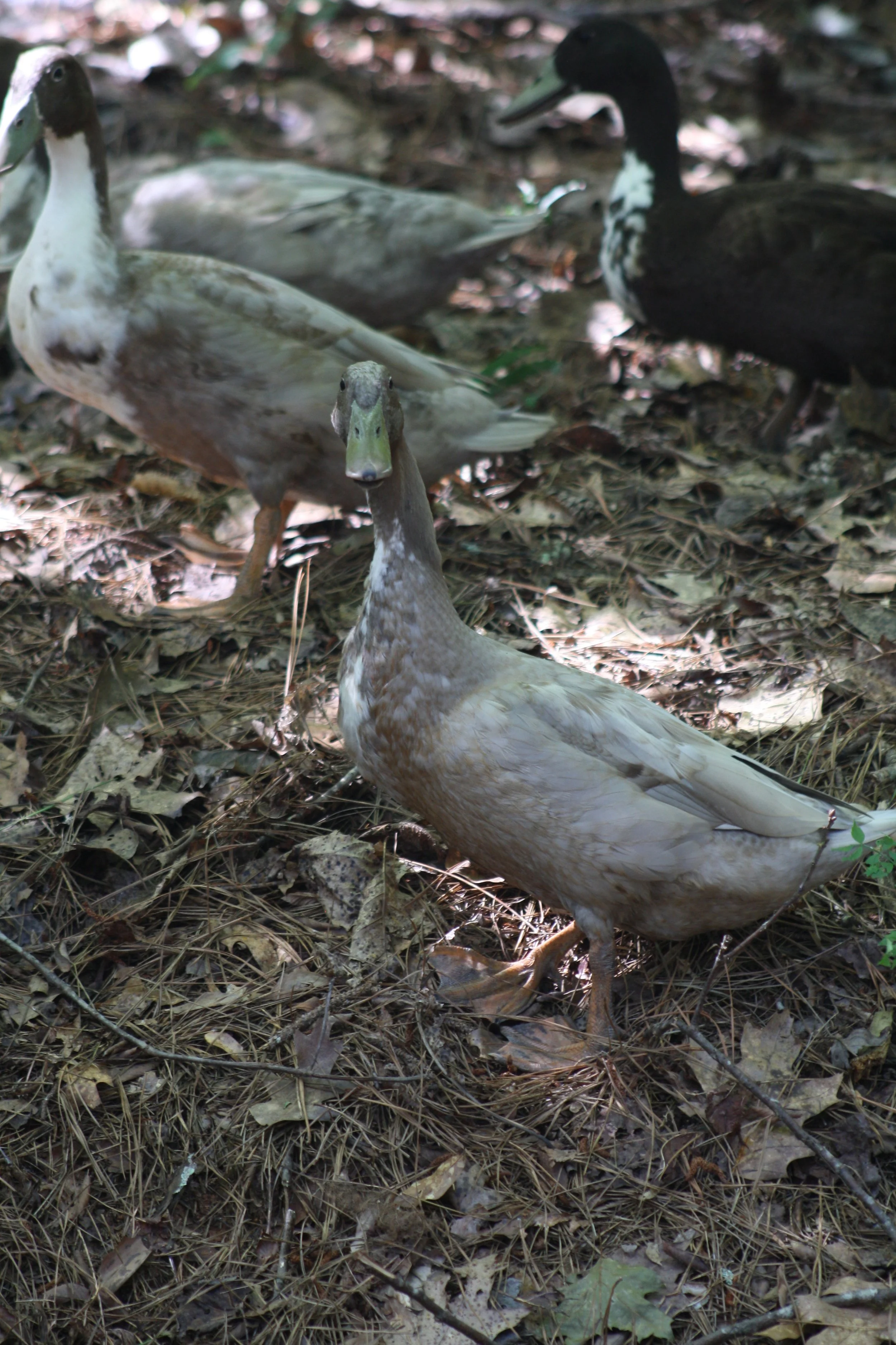 Mallard Hybrid, Auburn, GA, 2025.