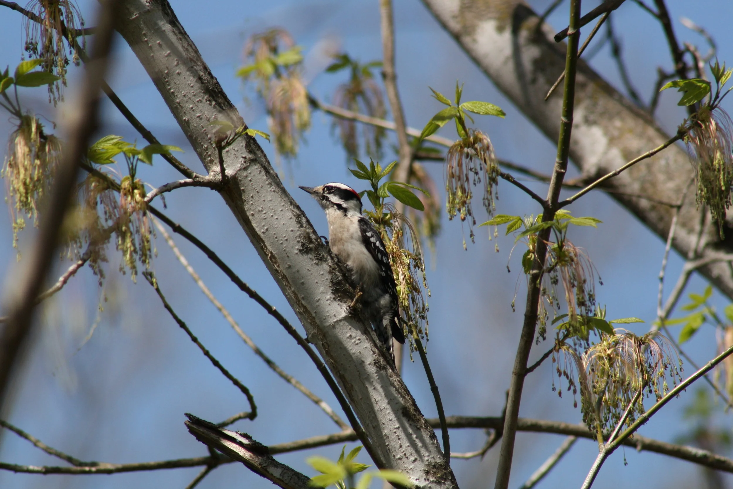 Downy Woodpecker, Roswell, GA, 2025.