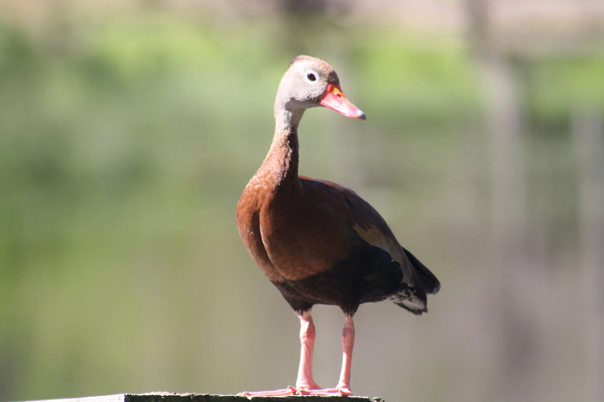 Black Bellied Whistling Duck, Hilton Head Island, SC, 2026.