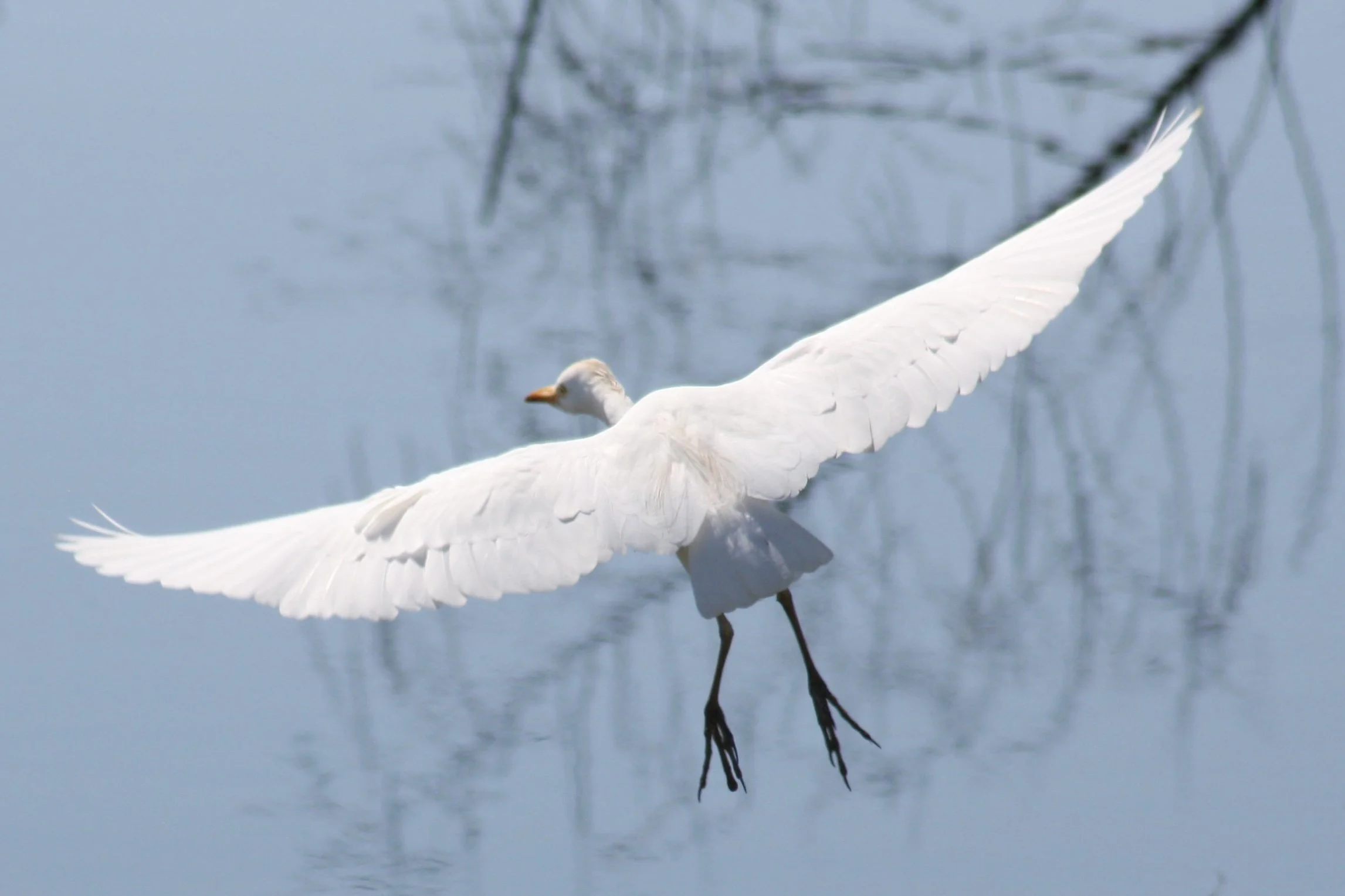 Western Cattle Egret, Savannah, GA, 2026.