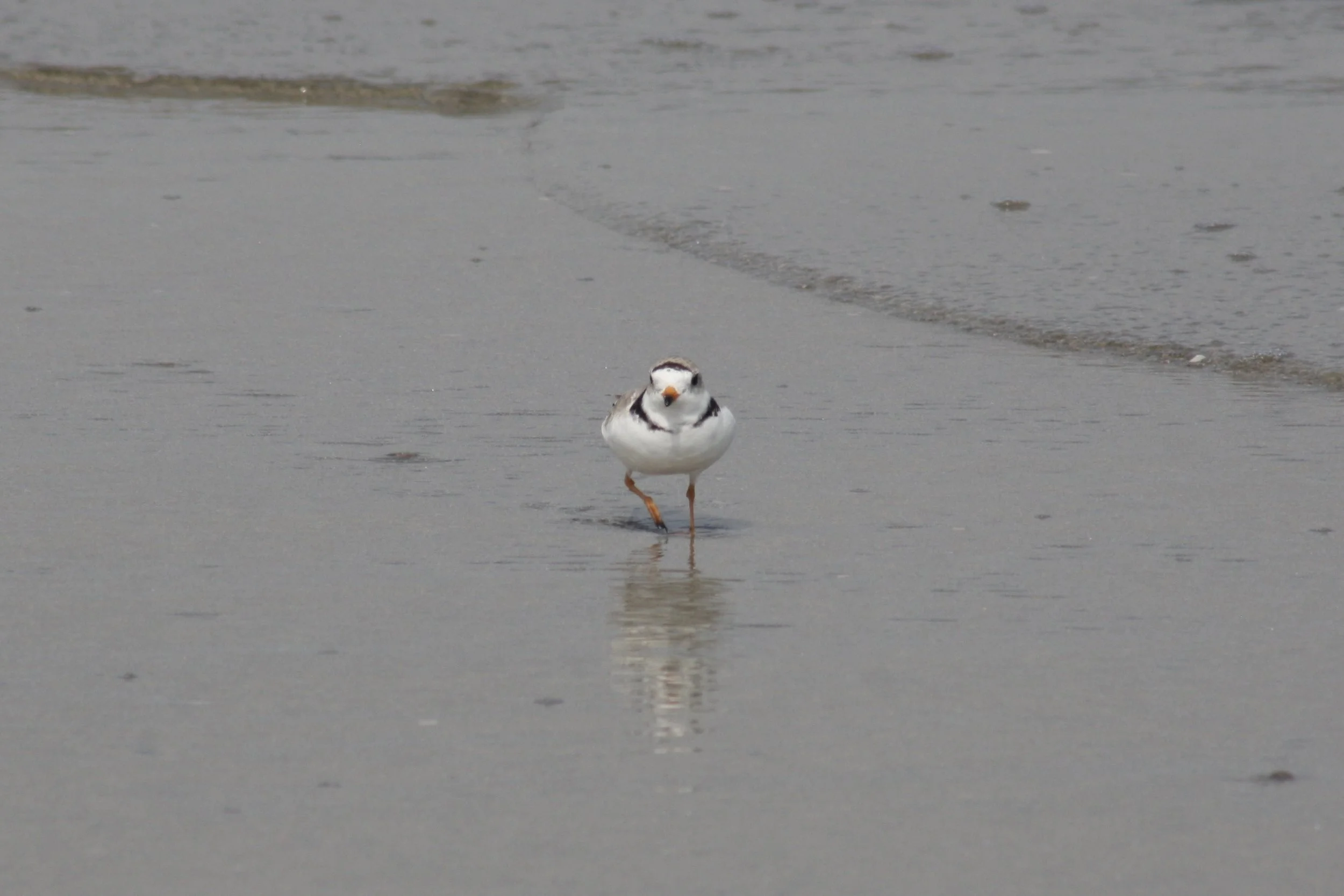 Piping Plover, Tybee Island, GA, 2026.