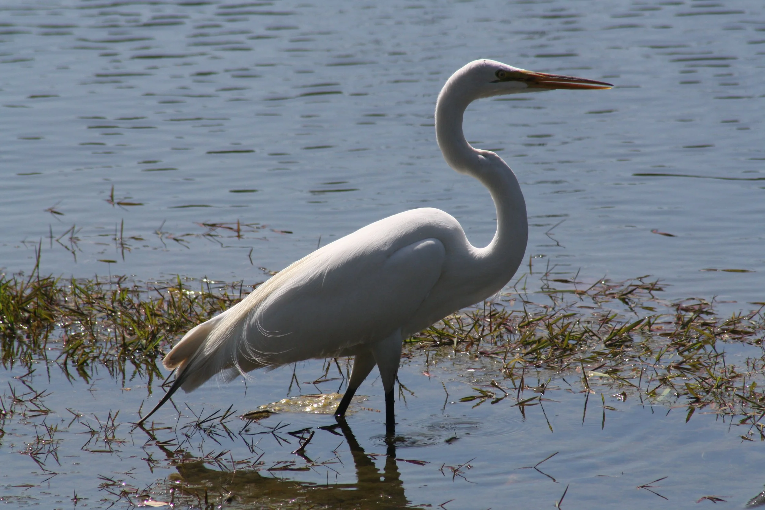 Great Egret, Savannah, GA, 2026.