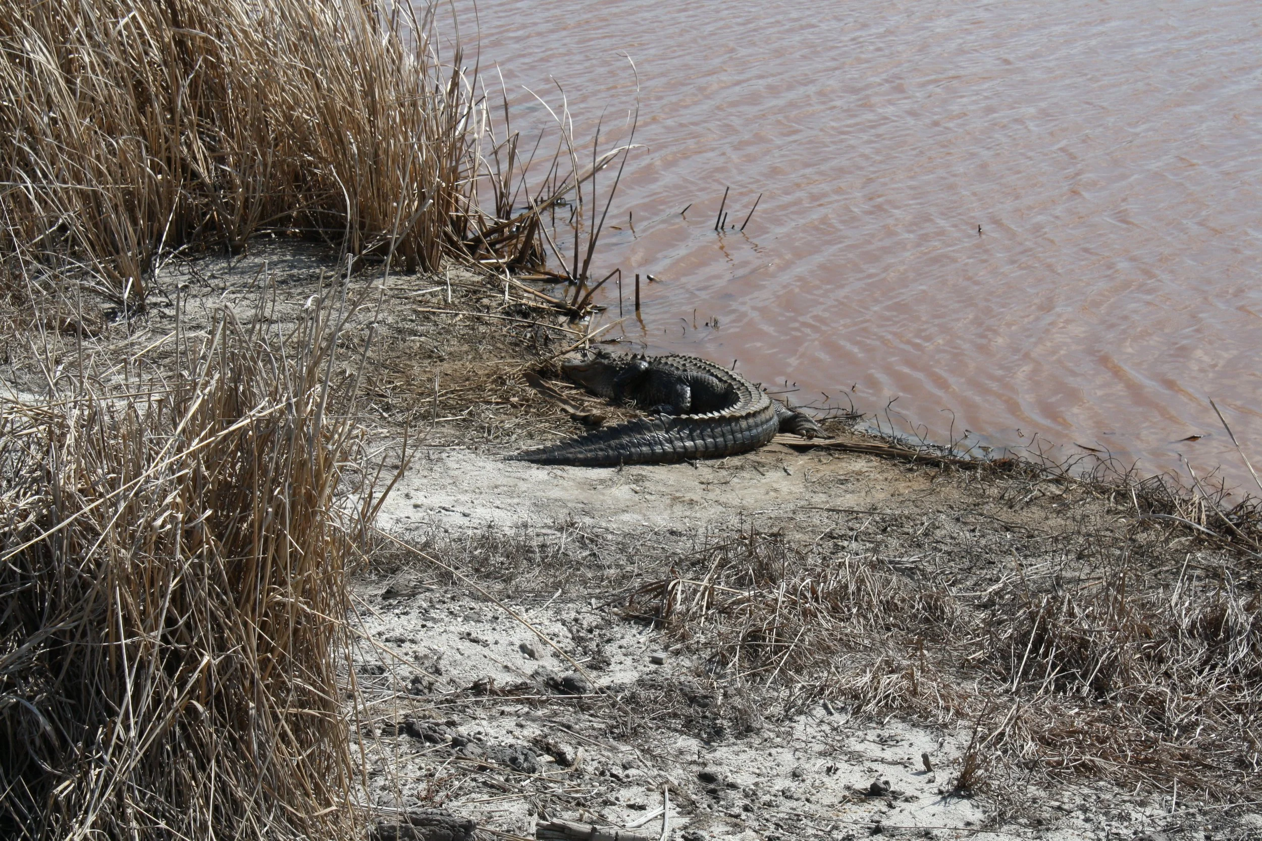 Alligator, Savannah, GA, 2025.