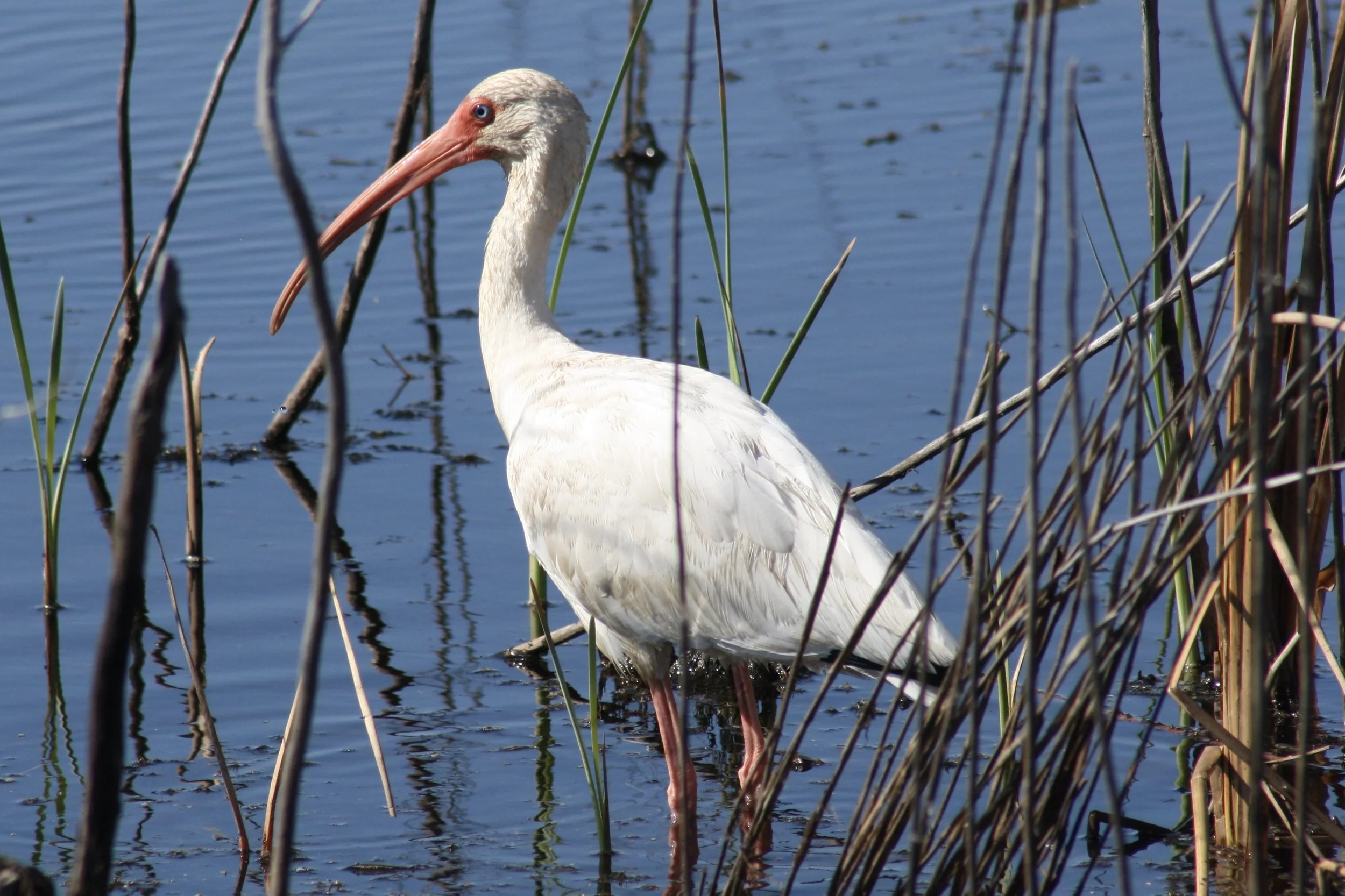 White Ibis, Savannah, GA, 2026.