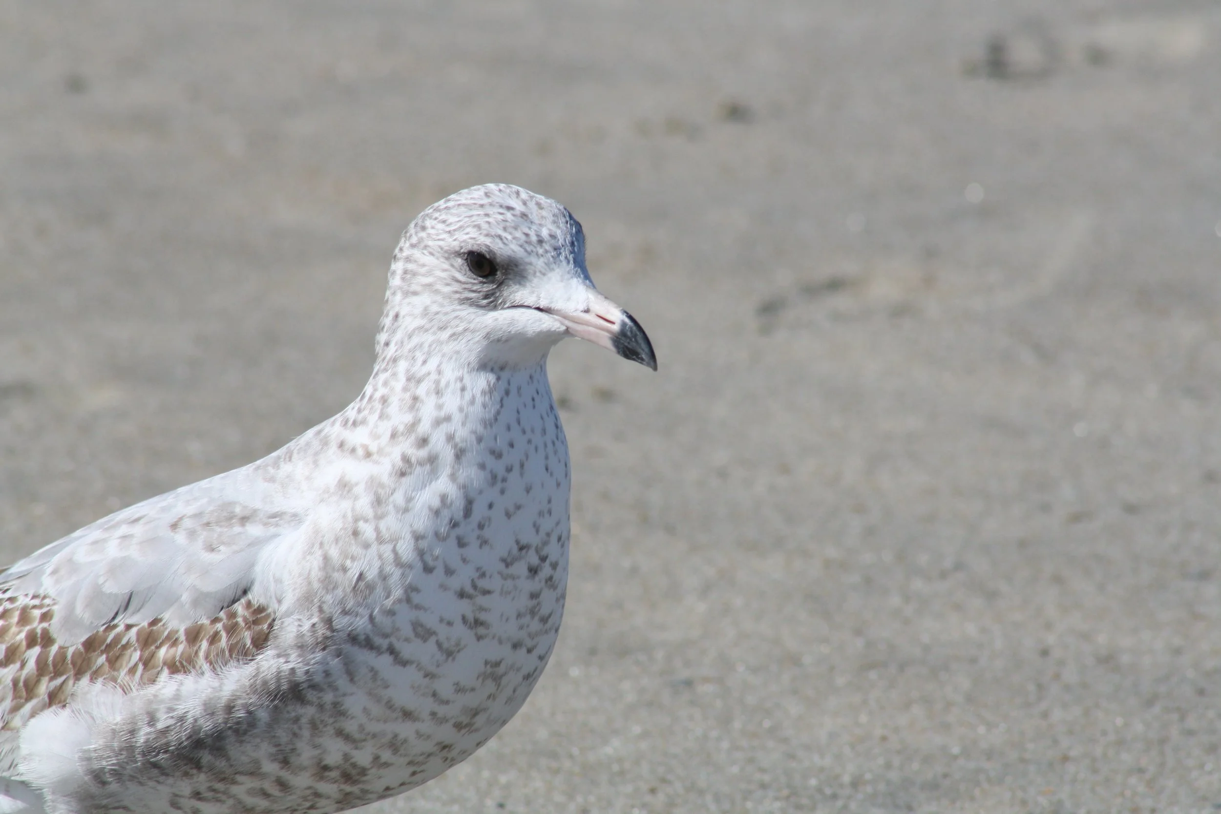 Ring Billed Gull, Tybee Island, GA, 2025.