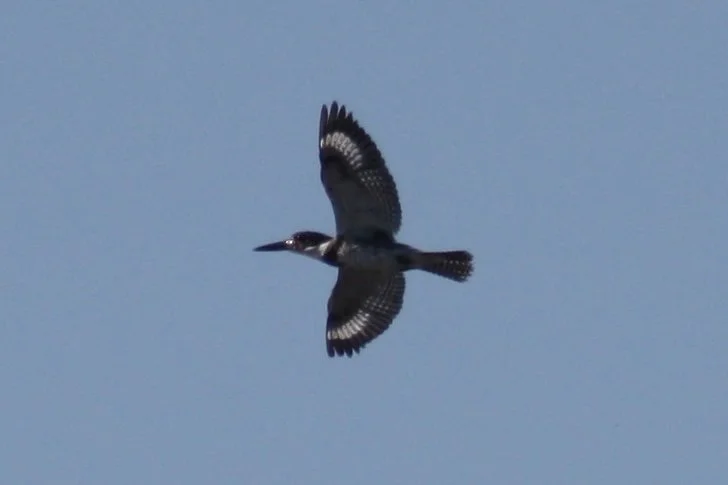 Belted Kingfisher, Savannah, GA, 2026.