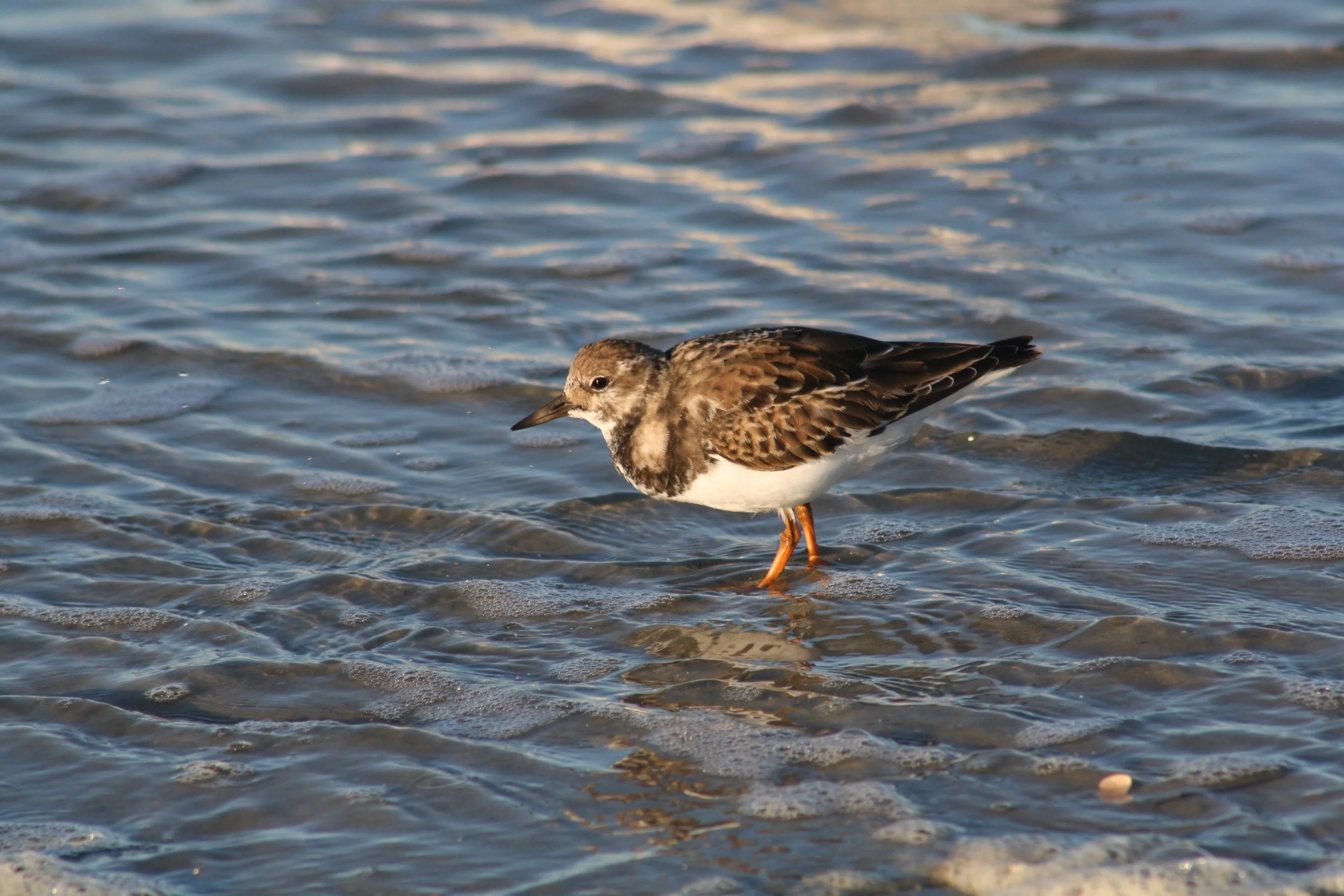 Ruddy Turnstone, Tybee Island, GA, 2025.