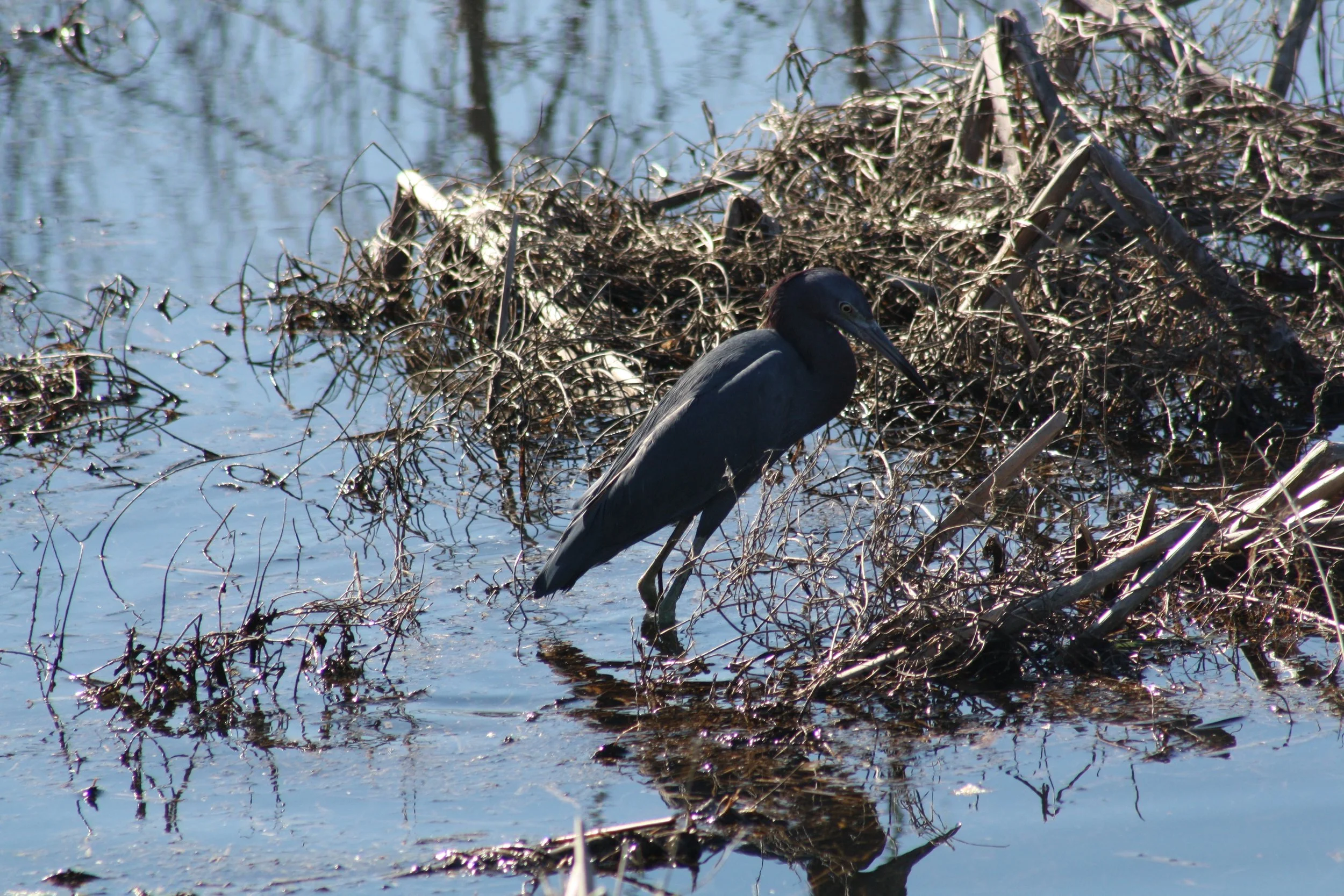 Little Blue Heron, Savannah, GA, 2025.