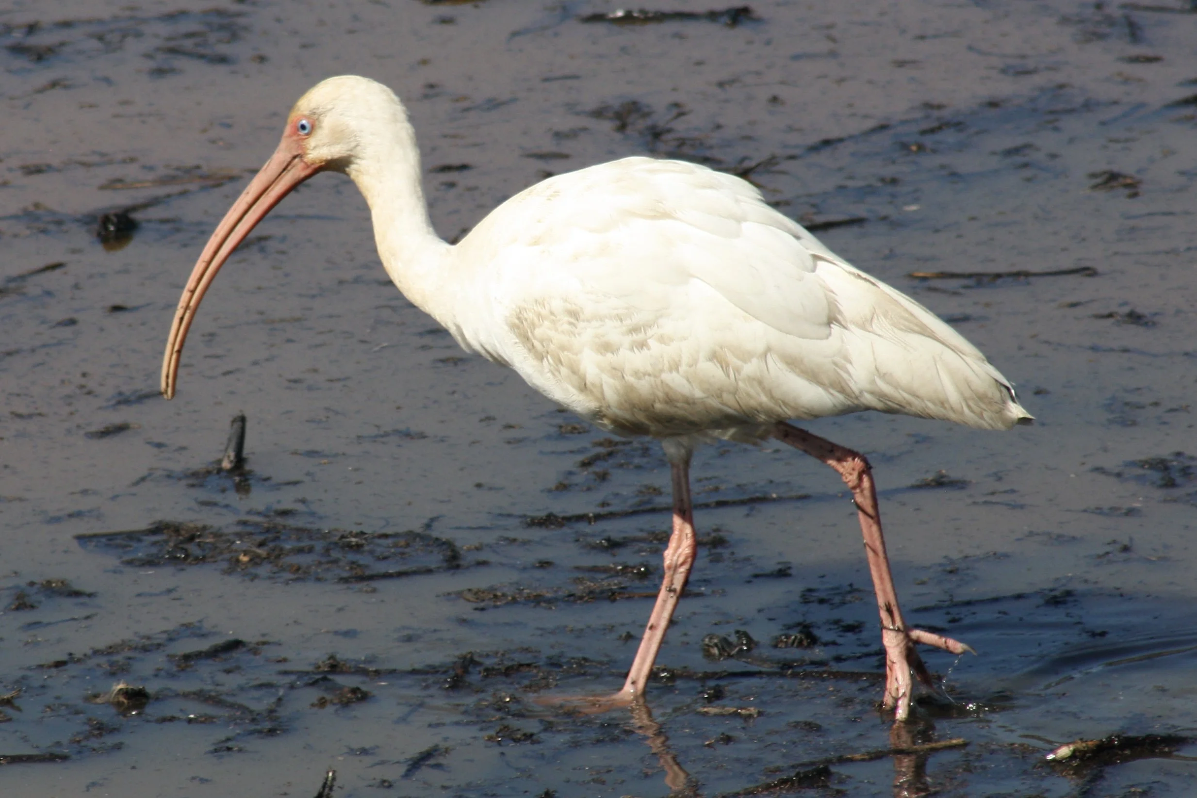 White Ibis, Savannah, GA, 2026.
