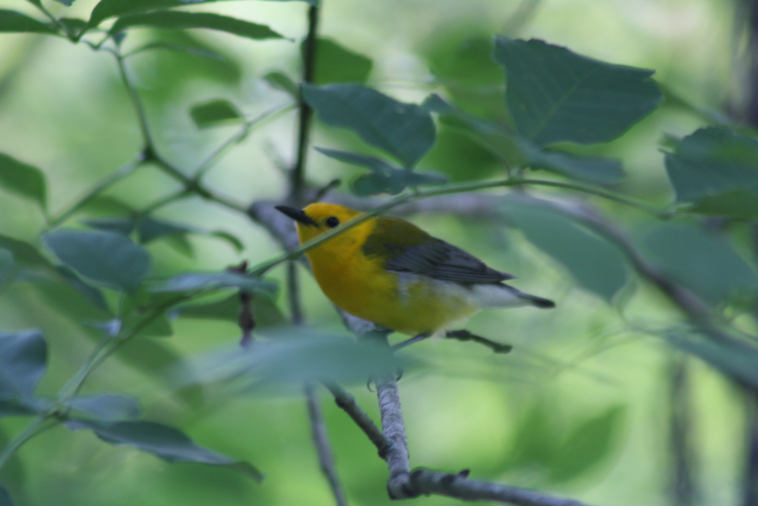 Prothonotary Warbler, Cochran Shoals, GA, 2025.