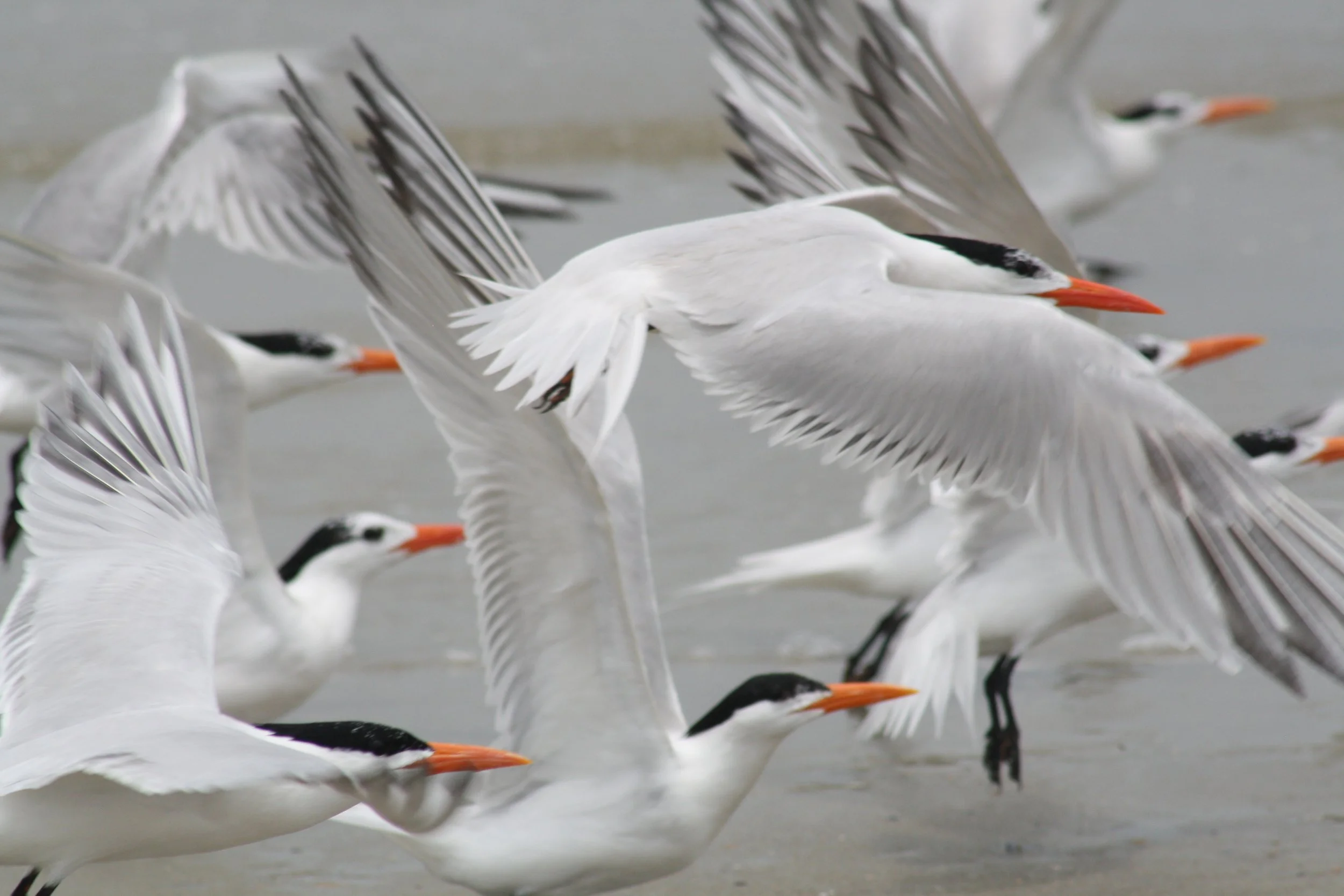 Royal Tern, Tybee Island, GA, 2026.