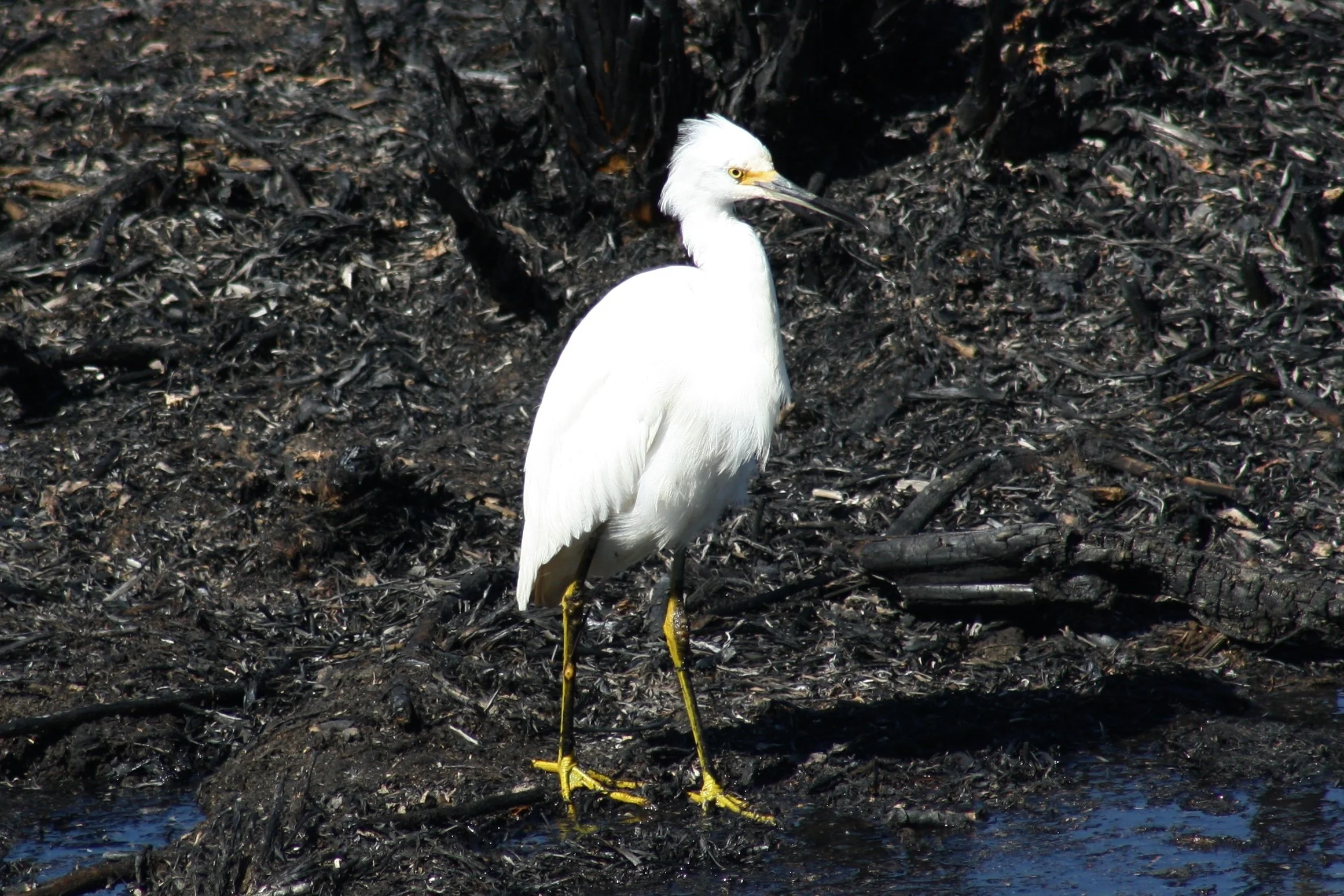 Snowy Egret, Savannah, GA, 2026.