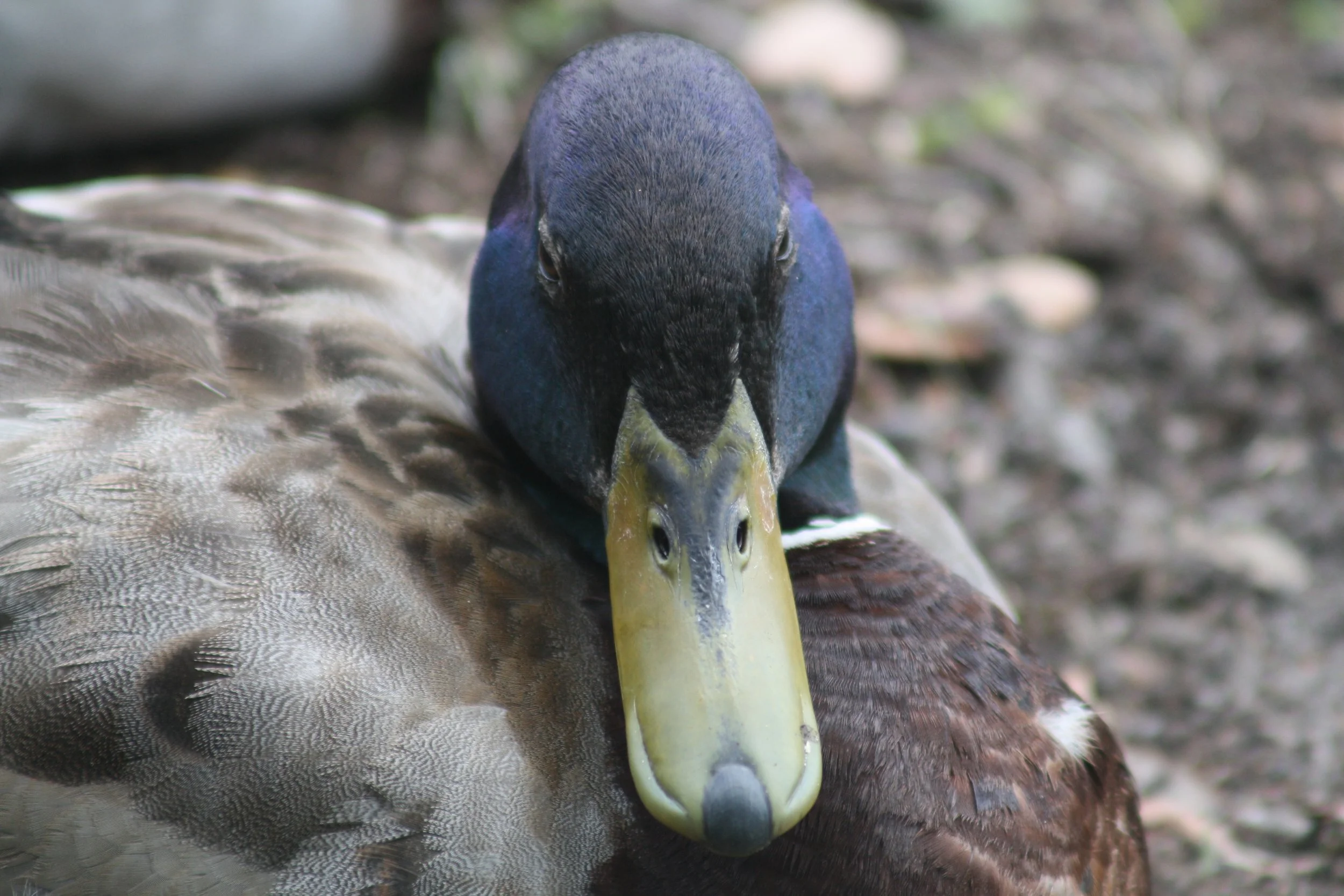 Mallard, Savannah, GA, 2026.
