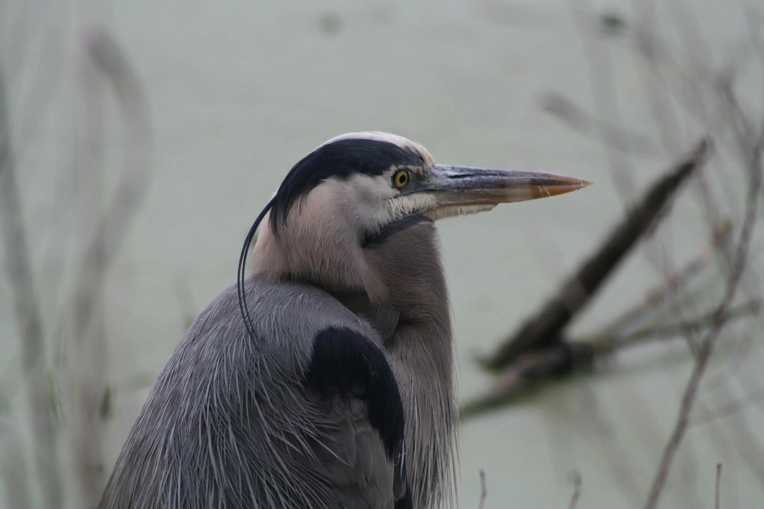 Great Blue Heron, Hilton Head Island, SC, 2026.