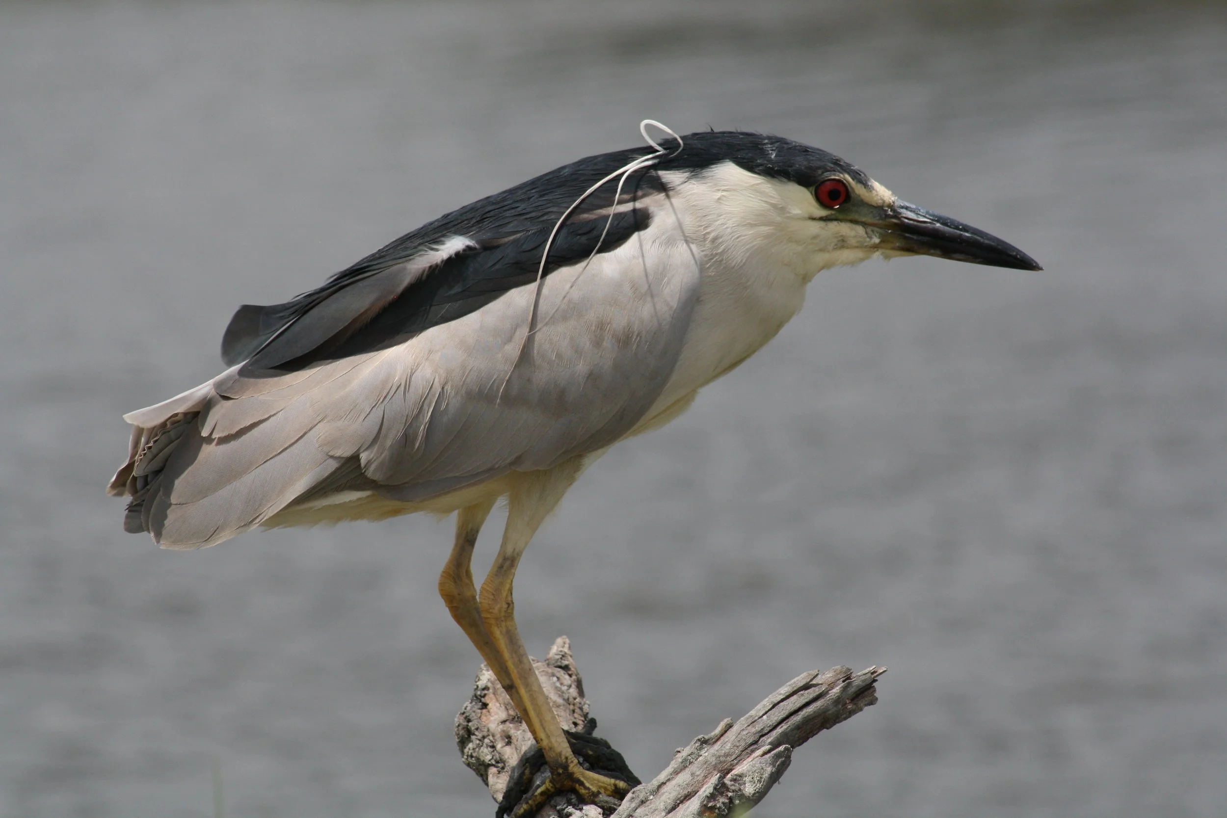 Black Crowned Night Heron, Andrew's Island Causeway, GA, 2025.