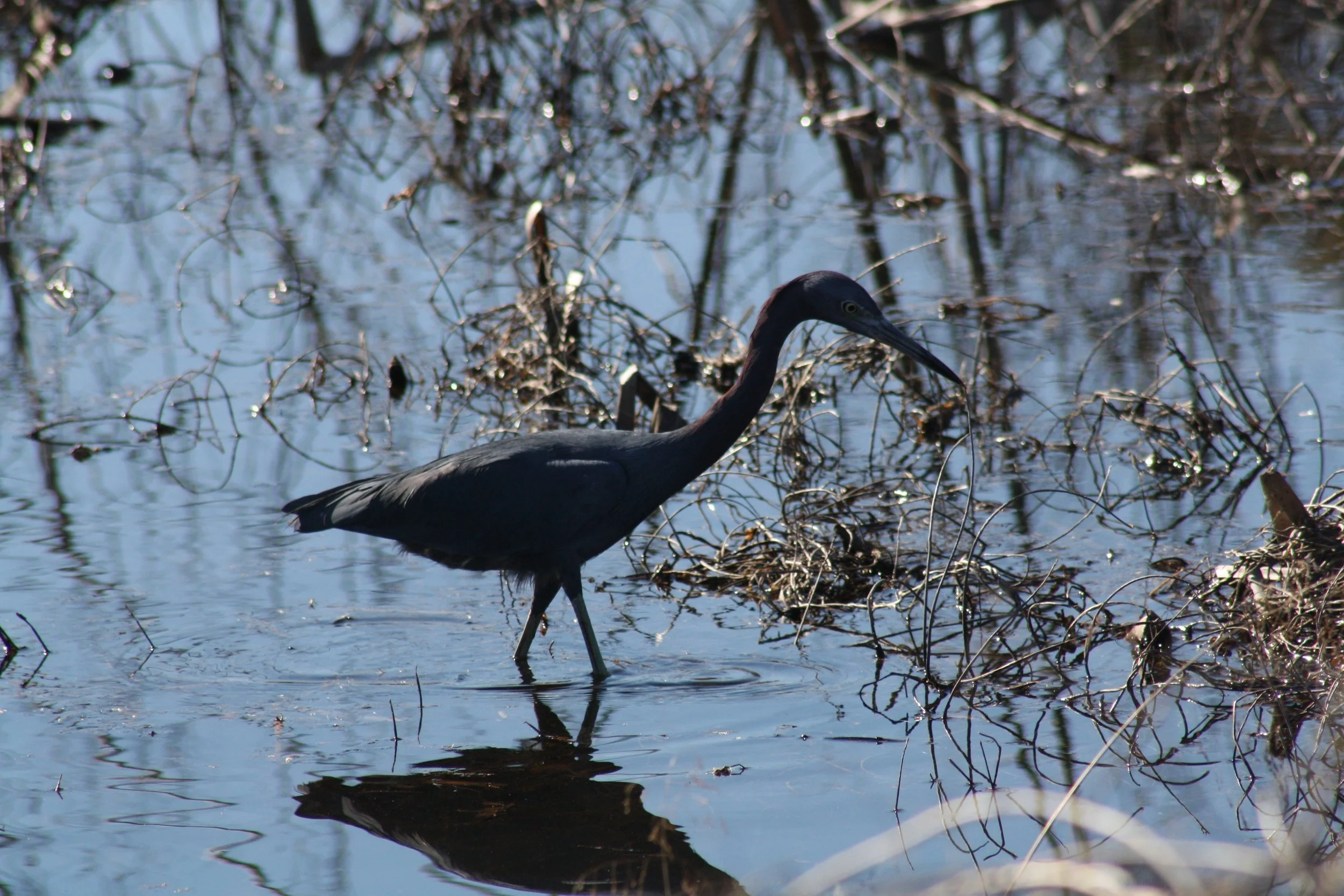 Little Blue Heron, Savannah, GA, 2025.