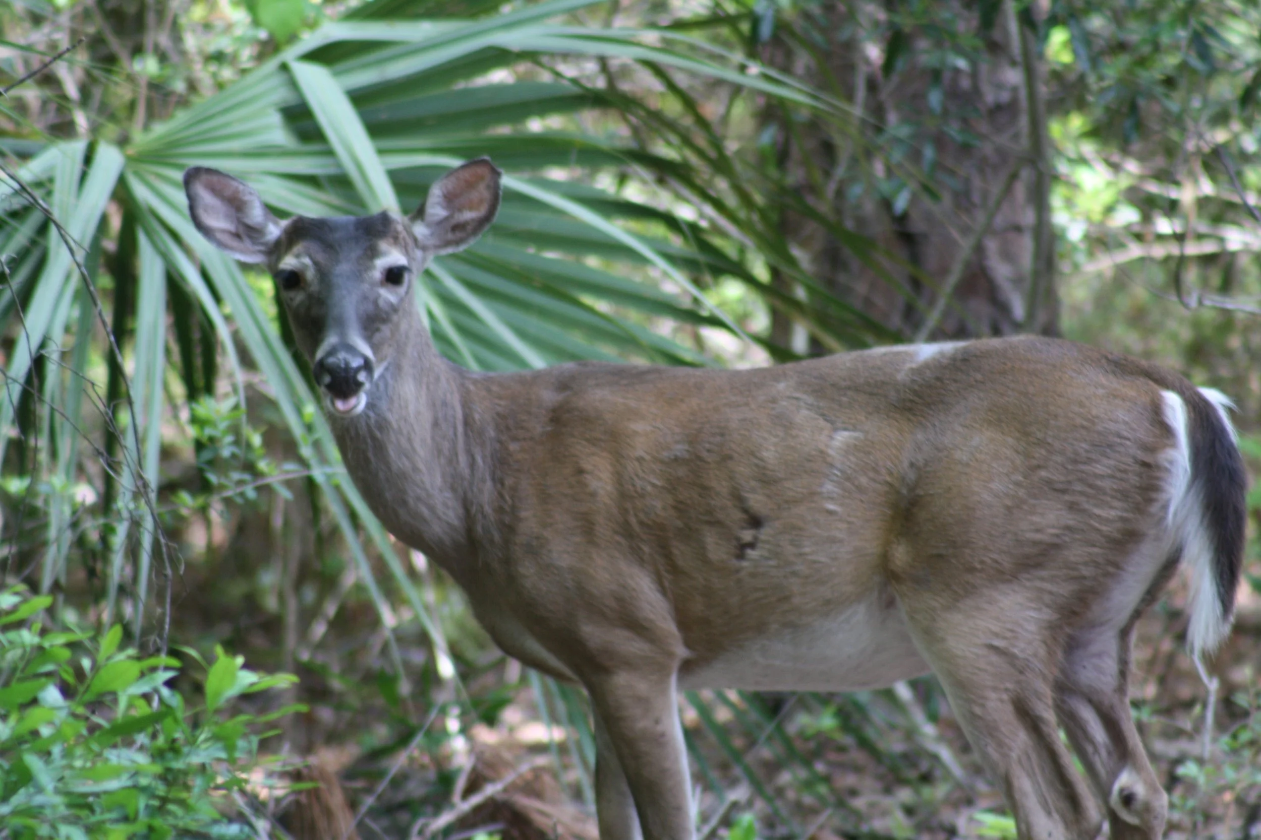 Skidaway Island, GA, 2025.