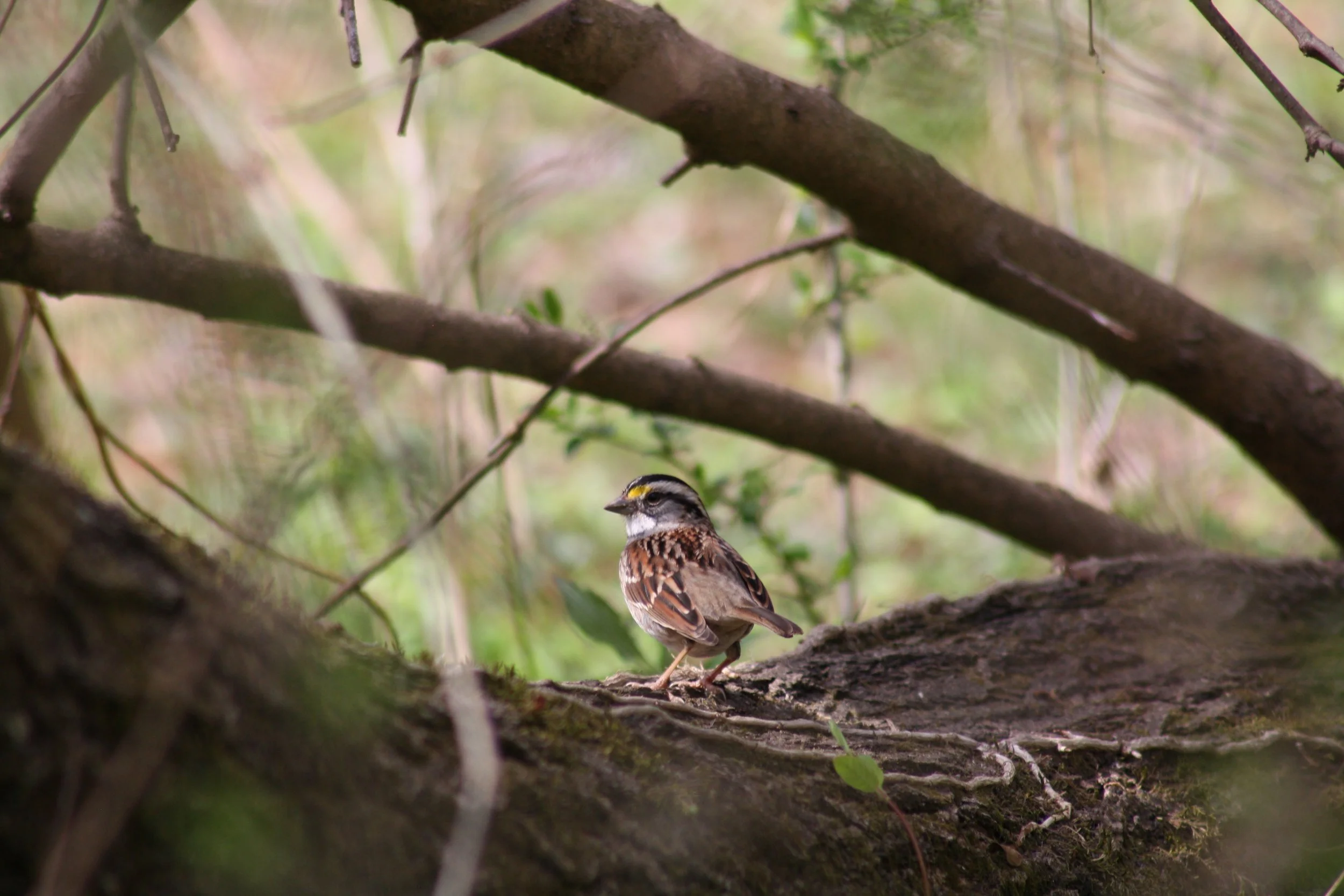 White Throated Sparrow, Atlanta, GA, 2025.