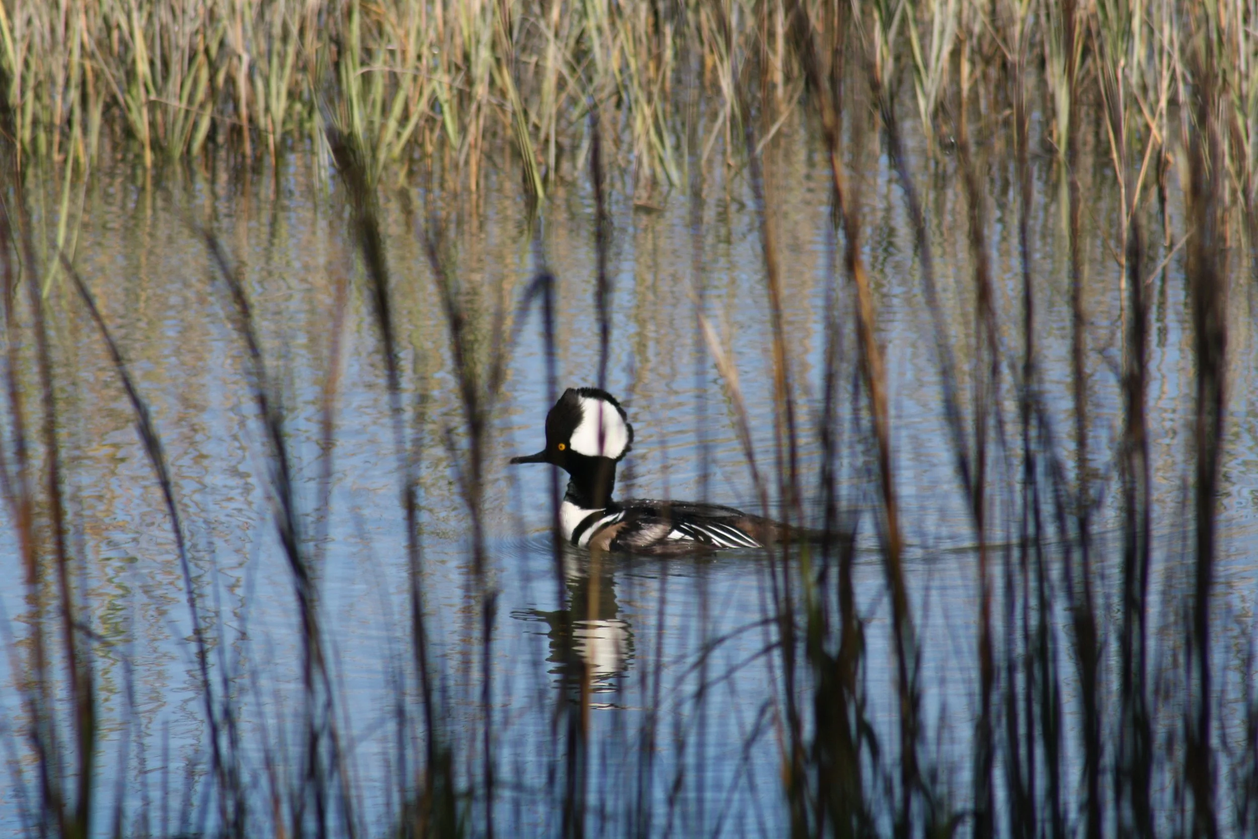 Hooded Merganser, Skidaway Island, GA, 2025.