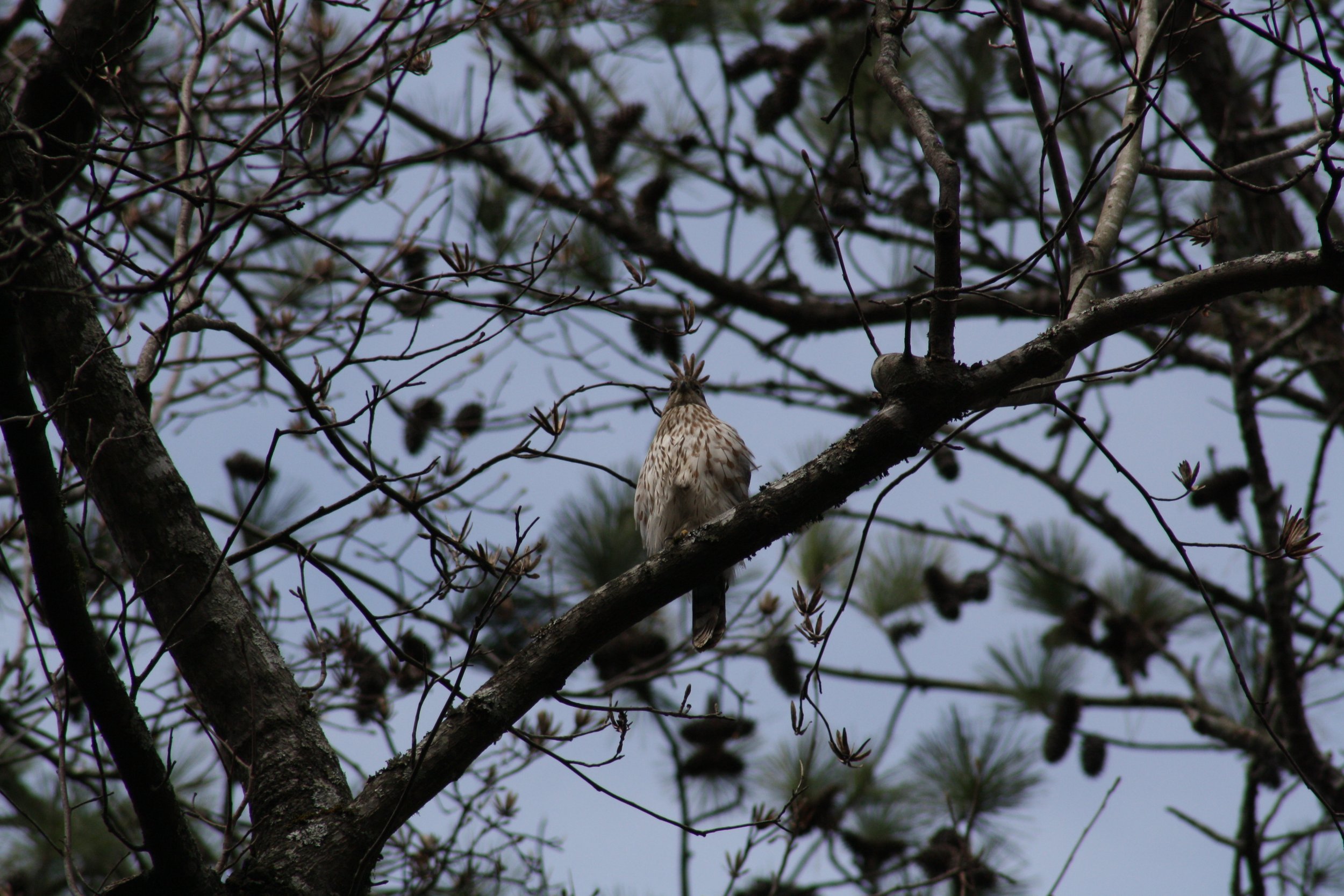 Cooper's Hawk, Atlanta, GA, 2025.